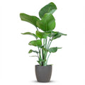 Strelitzia Nicolai met Potter pot grijs - 80cm - Ø21