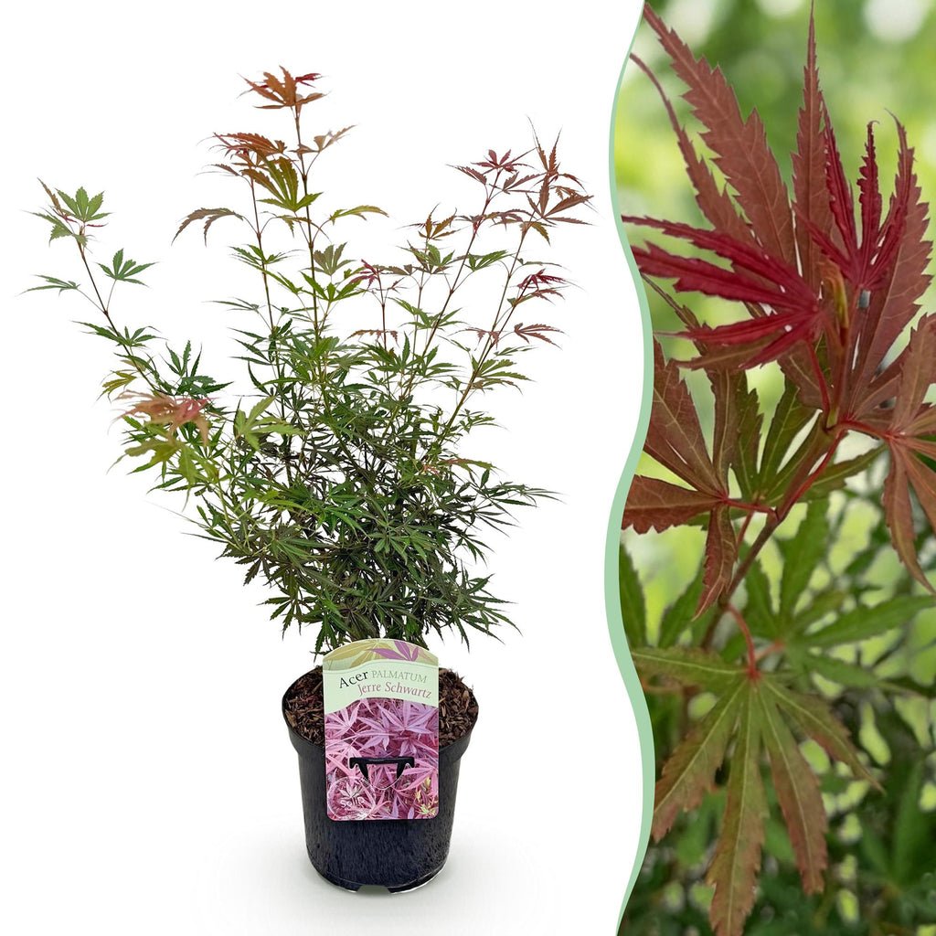 Terrasplant - Japanse Esdoorn - Acer palmatum Jerre Swarts - Donker Rood - 1 Plant - Bladverliezend -  Pot 19cm Hoogte 70cm