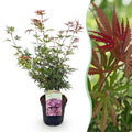 Terrasplant - Japanse Esdoorn - Acer palmatum Jerre Swarts - Donker Rood - 1 Plant - Bladverliezend -  Pot 19cm Hoogte 70cm