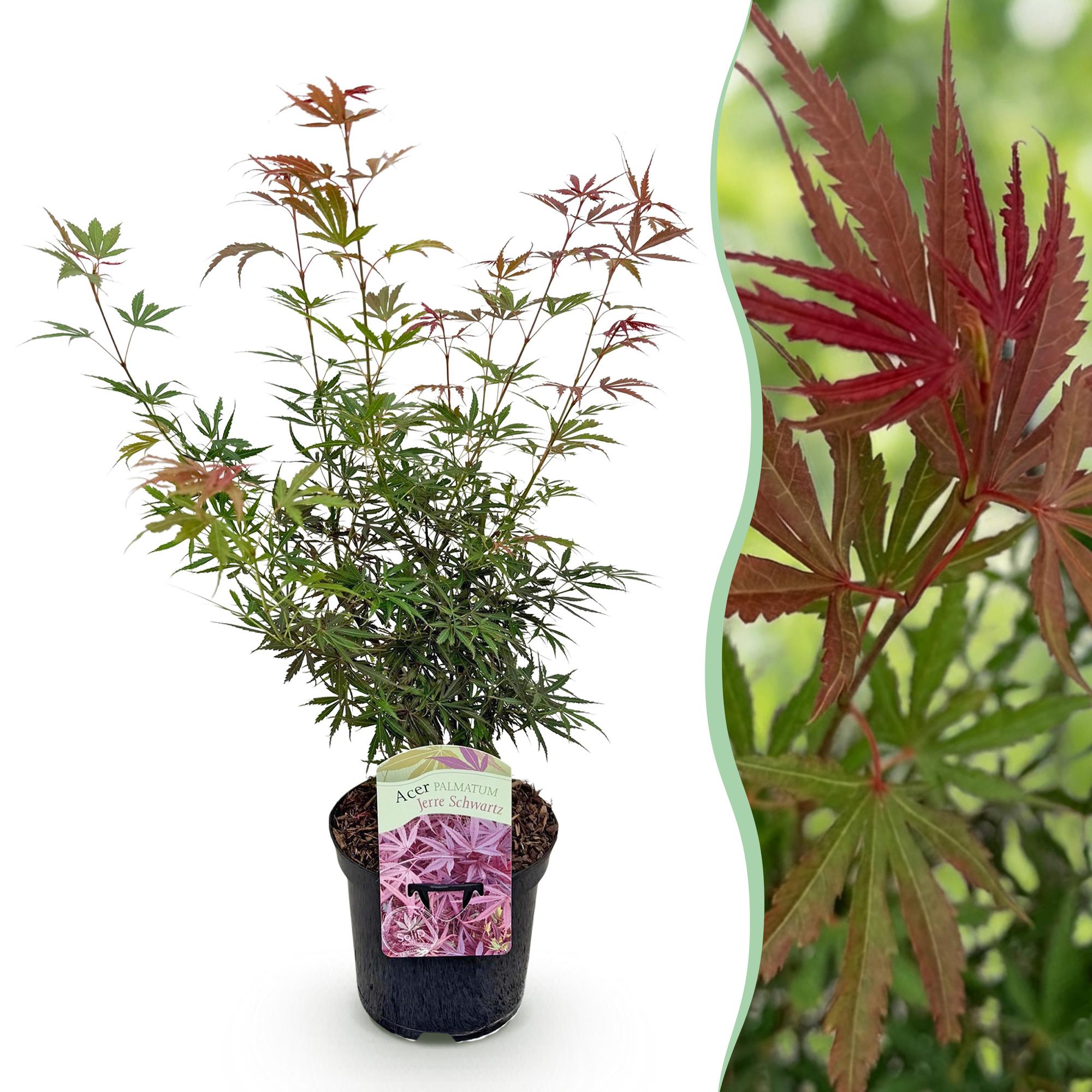 Terrasplant - Japanse Esdoorn - Acer palmatum Jerre Swarts - Donker Rood - 1 Plant - Bladverliezend -  Pot 19cm Hoogte 70cm