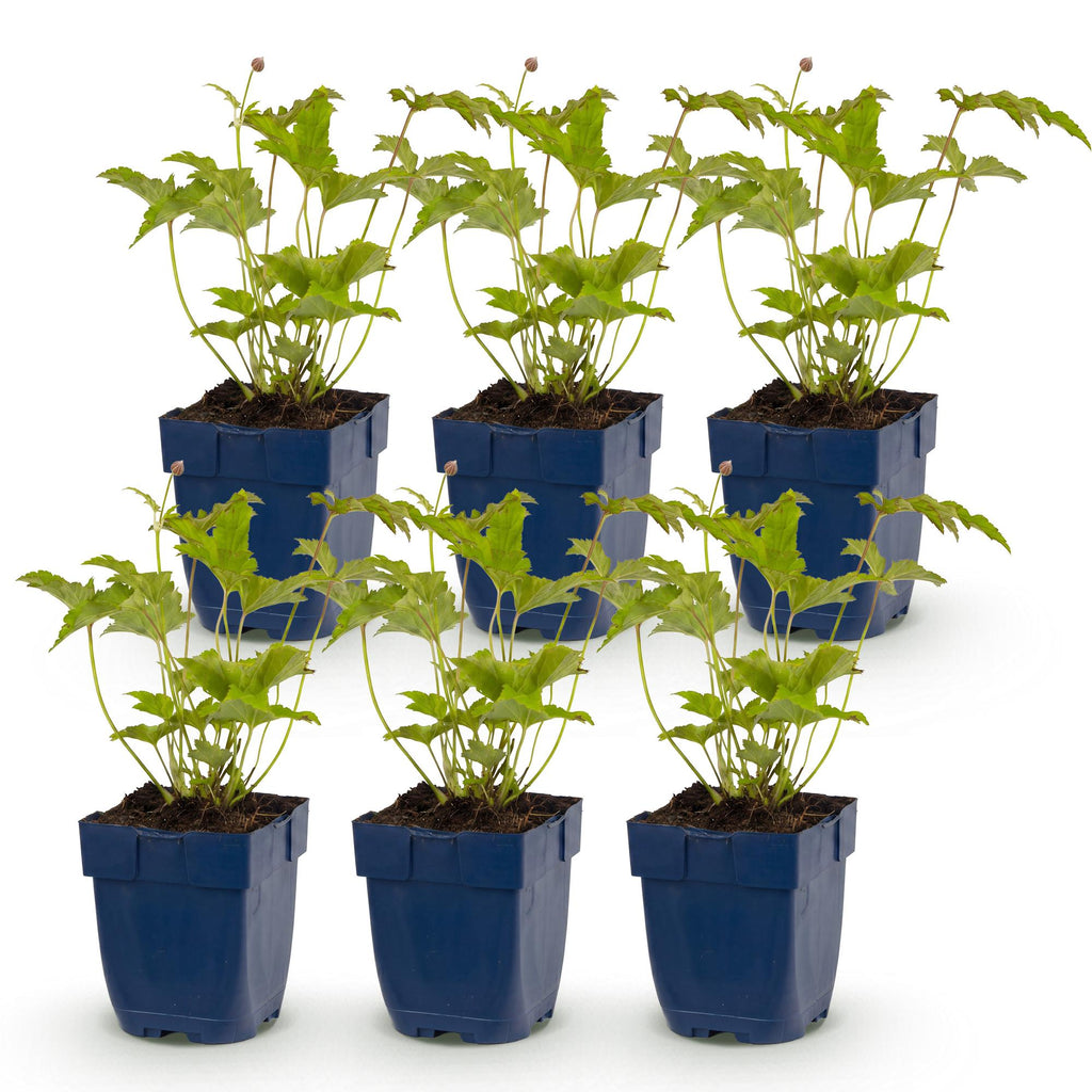 Vasteplant - Anemone hybr. Hon. Jobert - Herfst Anemoon - Schaduw - Wit - 6 Planten - Pot 11cm - Hoogte 15-25cm