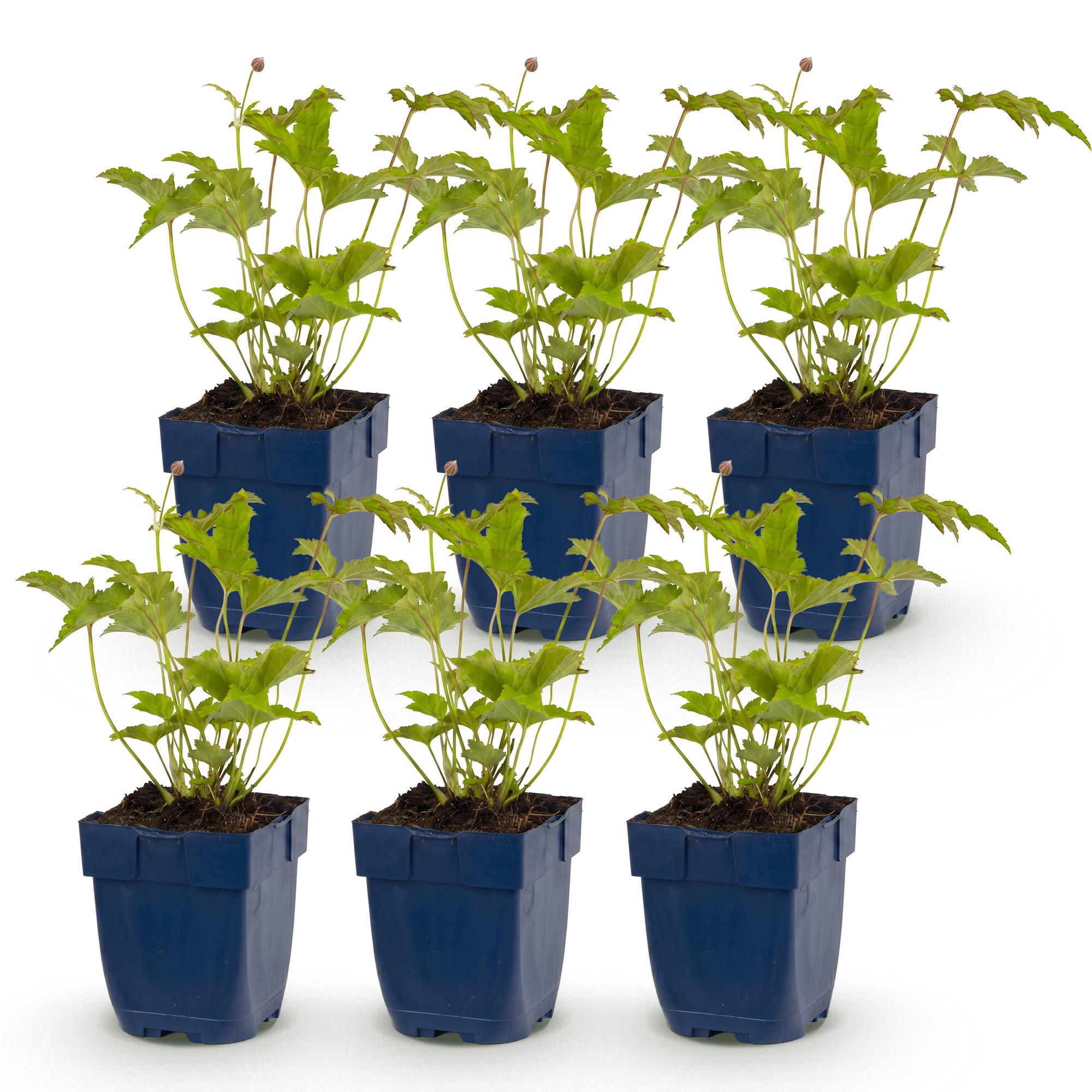 Vasteplant - Anemone hybr. Hon. Jobert - Herfst Anemoon - Schaduw - Wit - 6 Planten - Pot 11cm - Hoogte 15-25cm