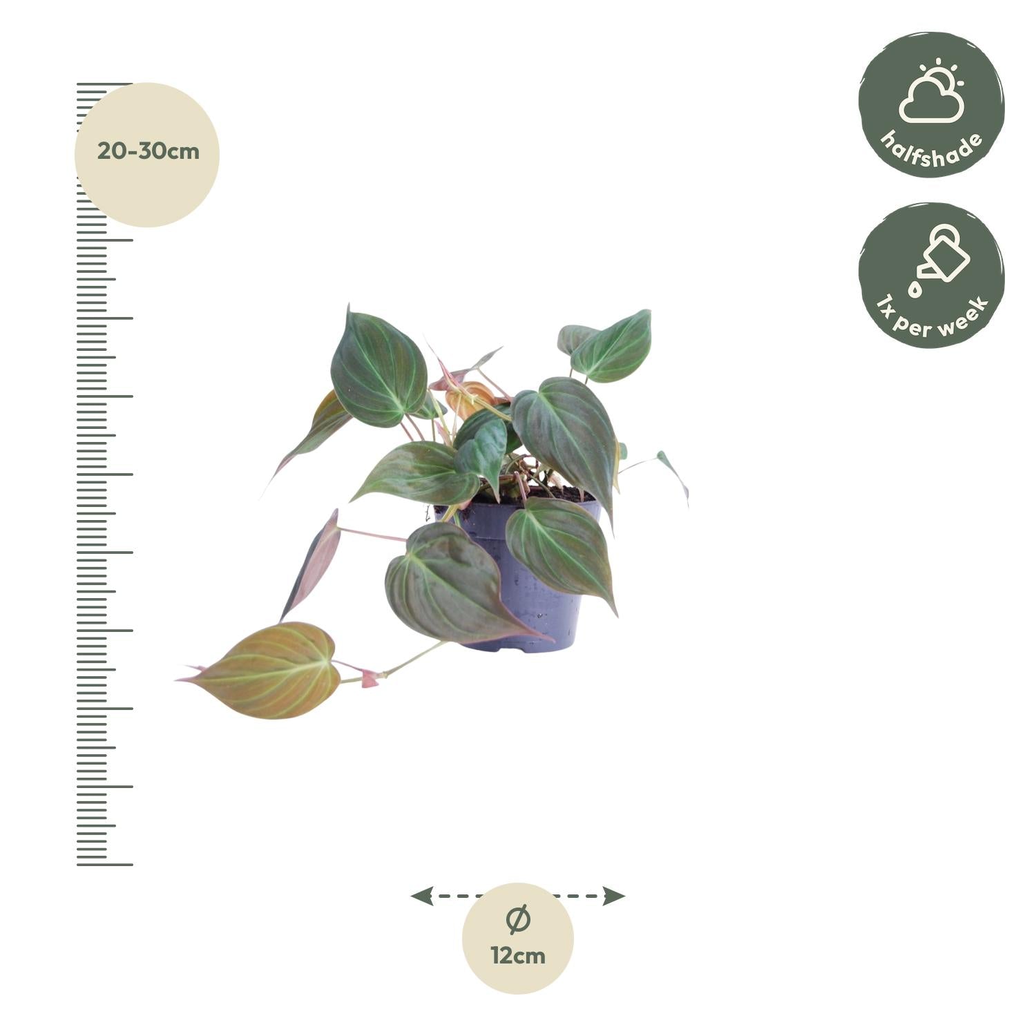 Philodendron scandens 'Micans' - 20 cm - ø12
