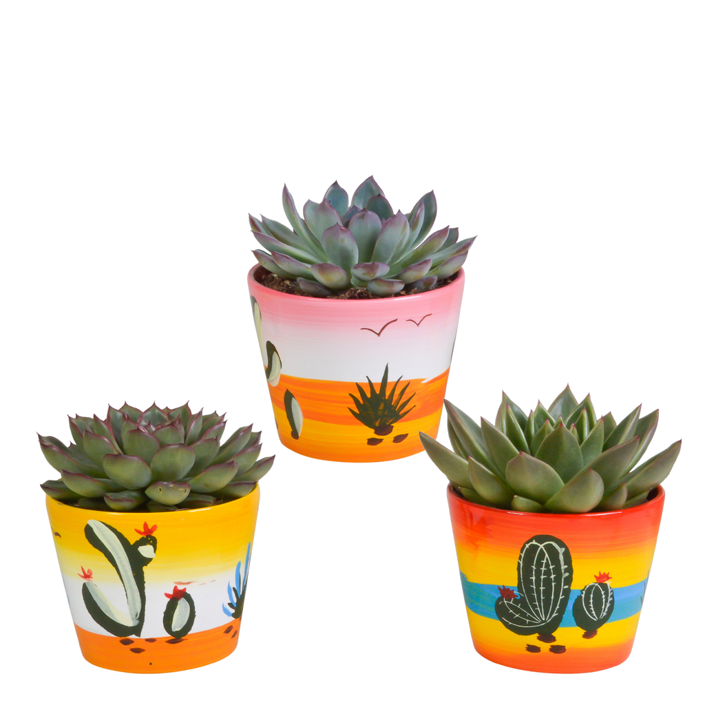 Echeveria mix 10.5 cm - 3x - in Mexicaanse pot
