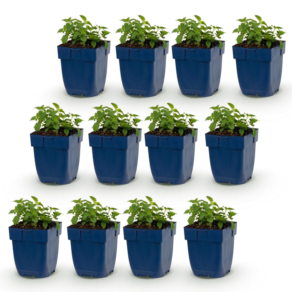 Vasteplant - Nepeta faassenii Snowflake - Kattenkruid - Bijen en Vlinderlokkers - Wit - 12 Planten - Pot 11cm - Hoogte 15-25cm