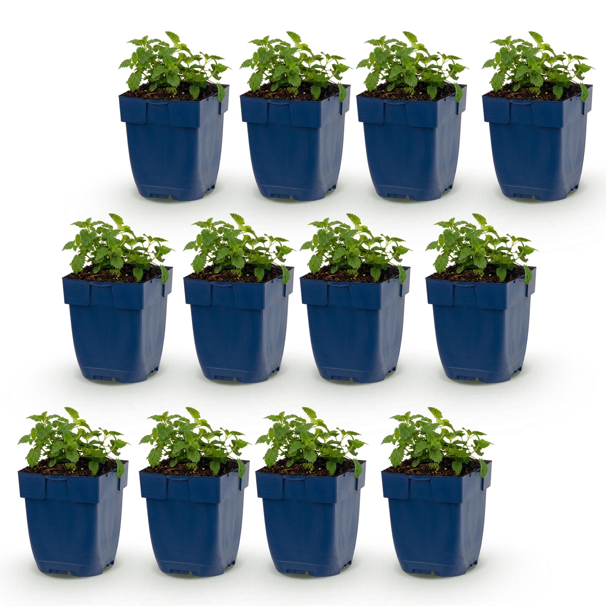 Vasteplant - Nepeta faassenii Snowflake - Kattenkruid - Bijen en Vlinderlokkers - Wit - 12 Planten - Pot 11cm - Hoogte 15-25cm