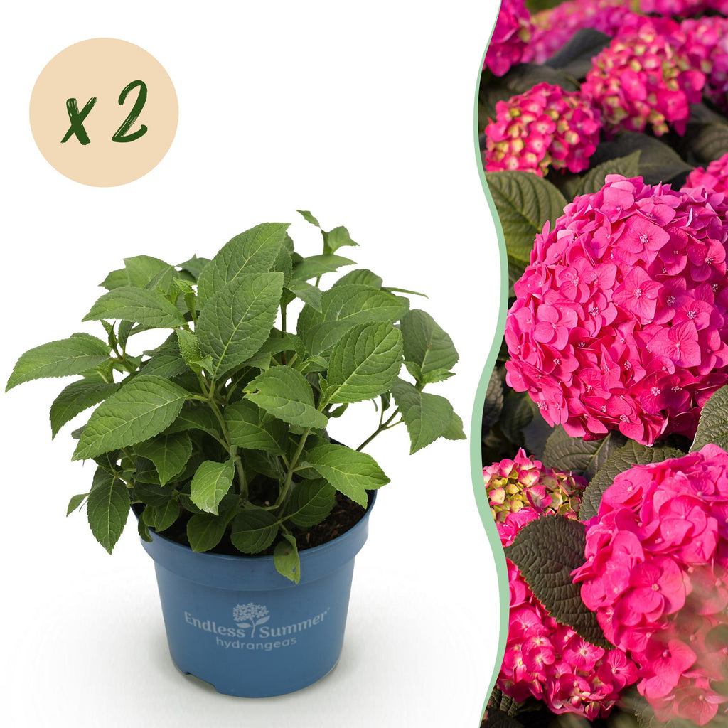 Tuinplant - Hydrangea Endles Summer Summer Love Red - Hortensia - Winterhard - Rood - 2 Planten - Pot 14cm - Hoogte 20-25cm