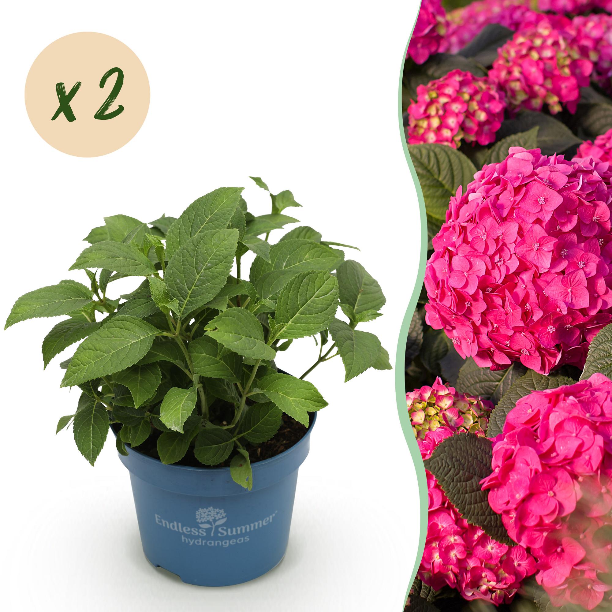 Tuinplant - Hydrangea Endles Summer Summer Love Red - Hortensia - Winterhard - Rood - 2 Planten - Pot 14cm - Hoogte 20-25cm