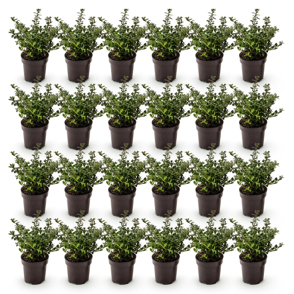 24x Ilex crenata Stokes - Japanse Hulst - Haagplanten - Groenblijvend - Groen - Pot 9cm - Hoogte 20-30cm