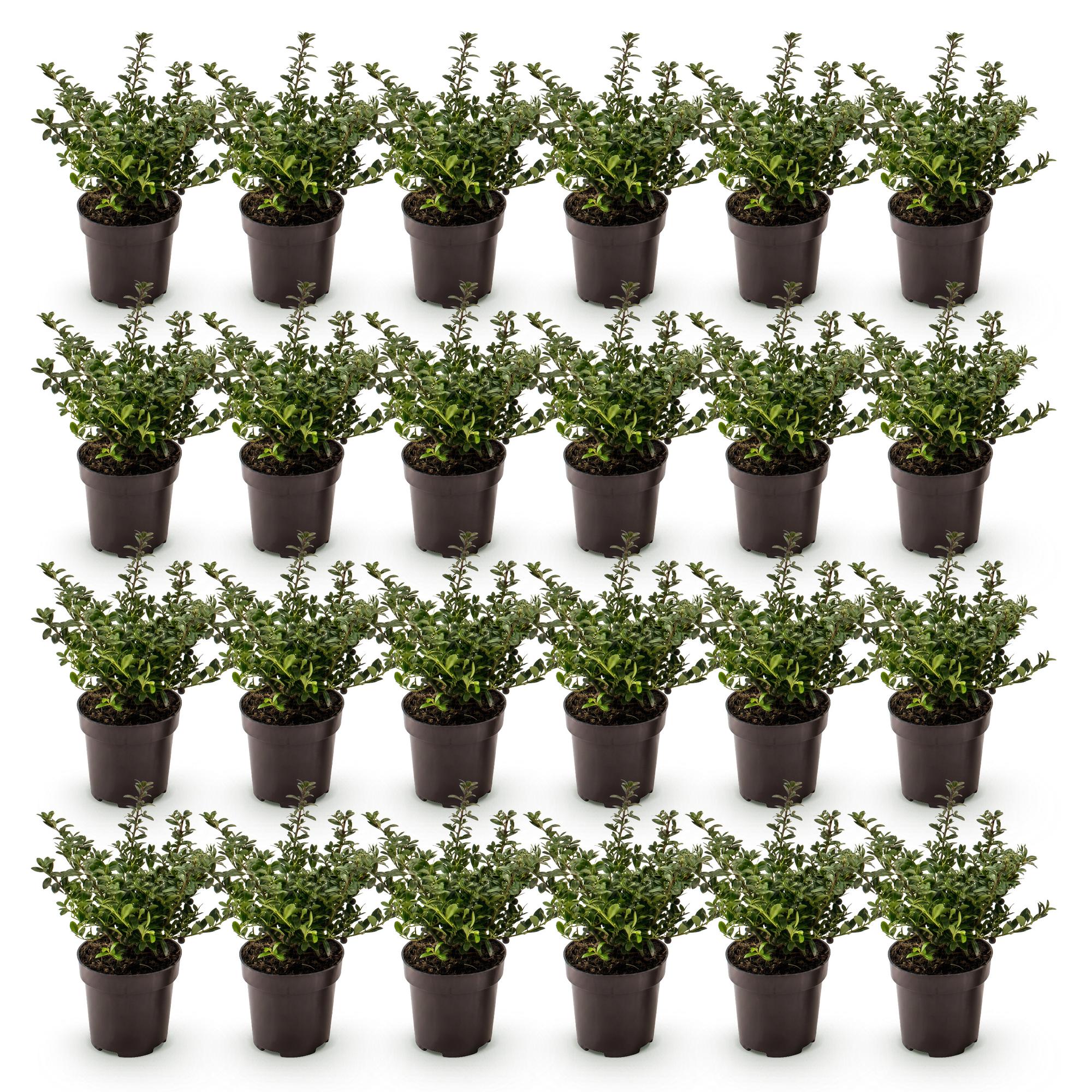 24x Ilex crenata Stokes - Japanse Hulst - Haagplanten - Groenblijvend - Groen - Pot 9cm - Hoogte 20-30cm
