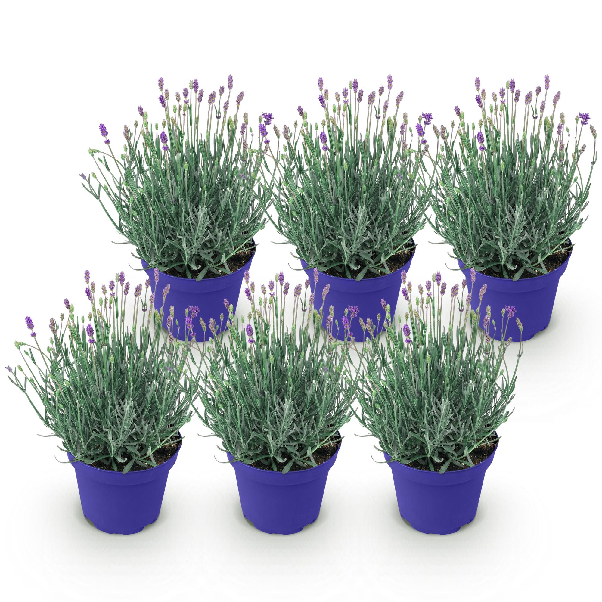 Tuinplant - Lavandula angustifolia Hidcote - Lavendel - Winterhard - Paars - 6 Planten - Pot 12cm - Hoogte 15-25cm