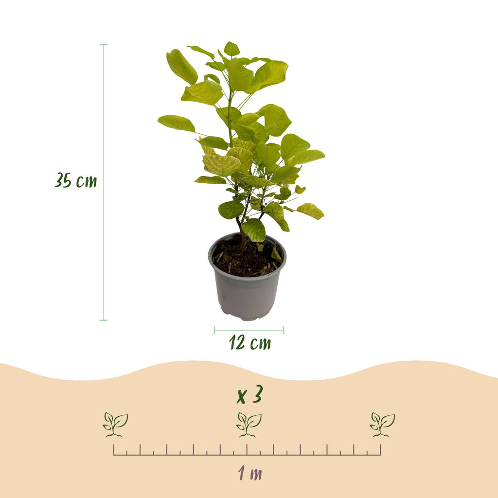 Tuinplant - Cotinus coggyria Golden Spirit - Geel - 1 Plant - Bladverliezend - Weinig Onderhoud - Pot 12cm Hoogte 35cm