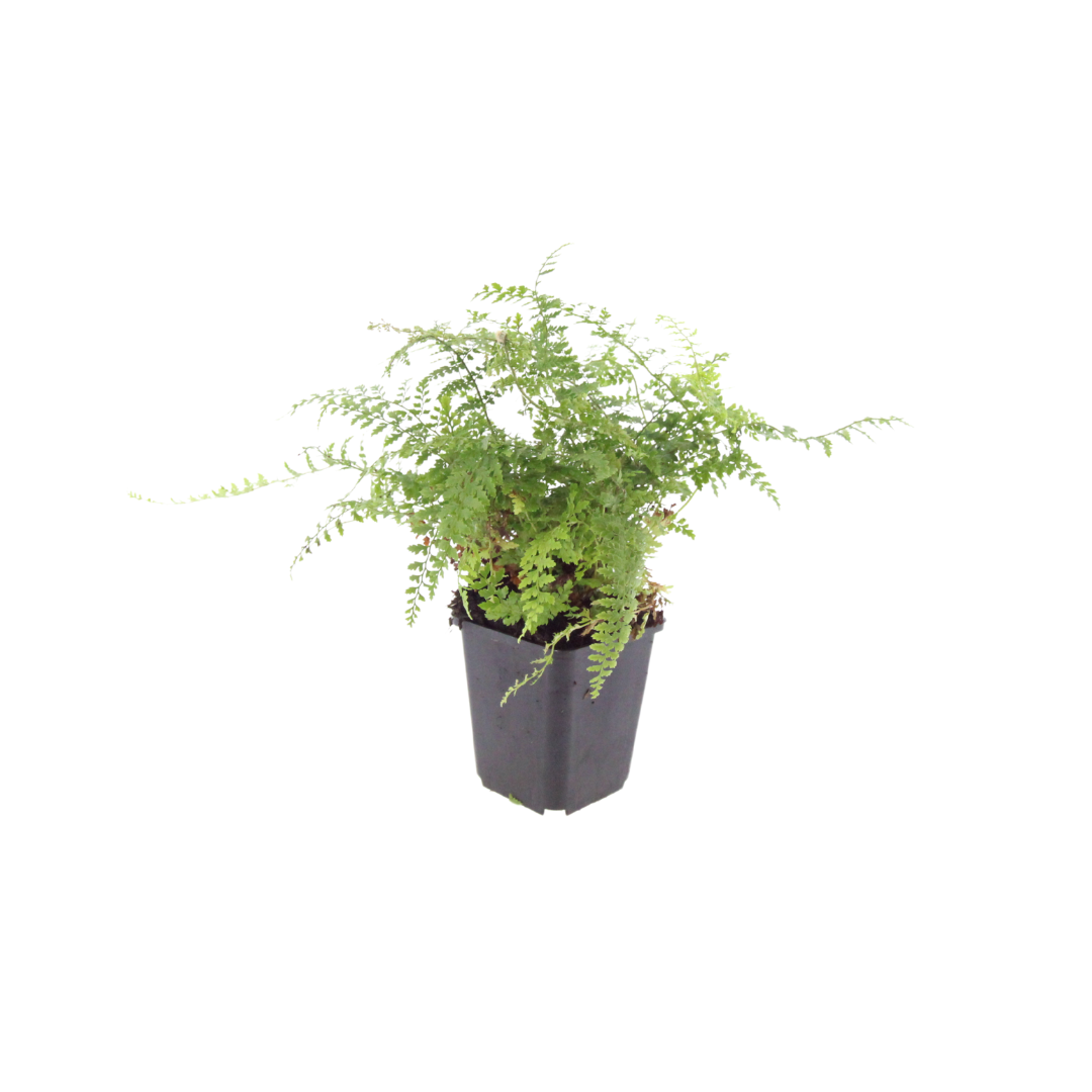 12x Polystichum set. 'Herrenhausen'- ↕10-25cm - Ø9cm