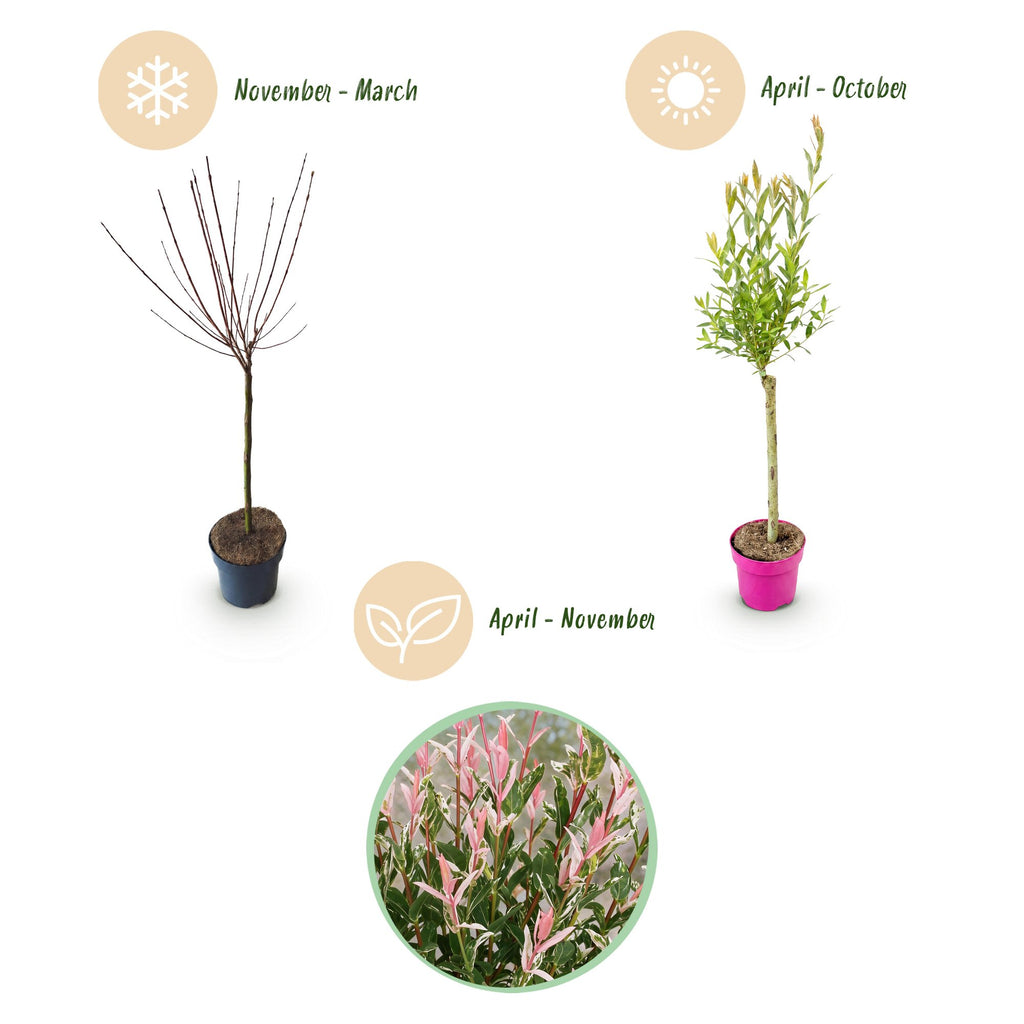 4x - Salix Flamingo - Ø17cm - ↕70-80cm