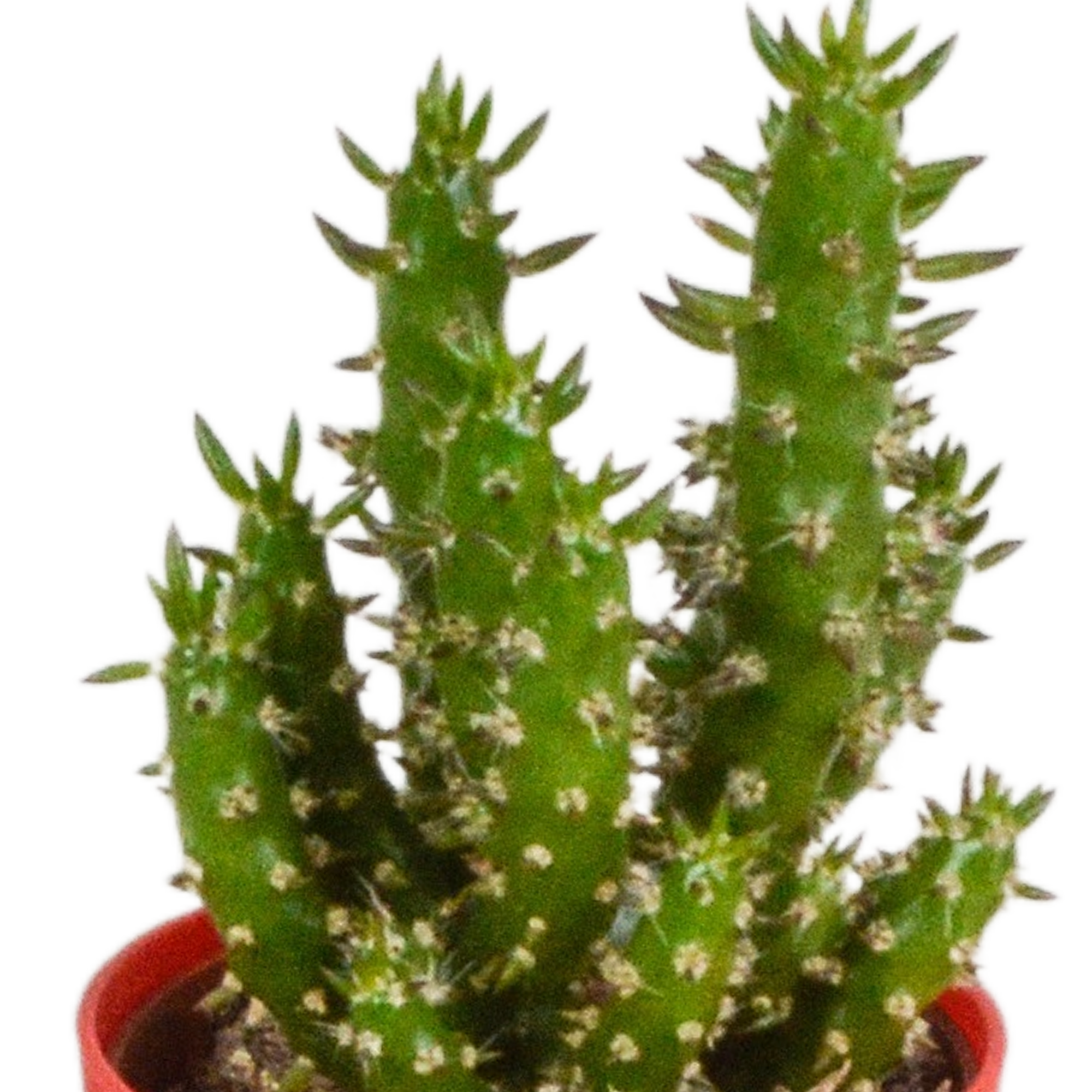 Cactus mix 5.5 cm - 5x - in gekleurde plasticpot