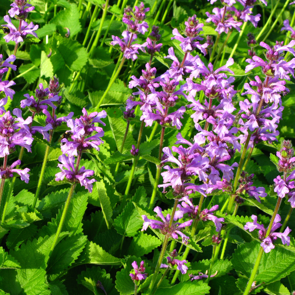 48x Stachys mon. 'Hummelo' - ↕10-25cm - Ø9cm