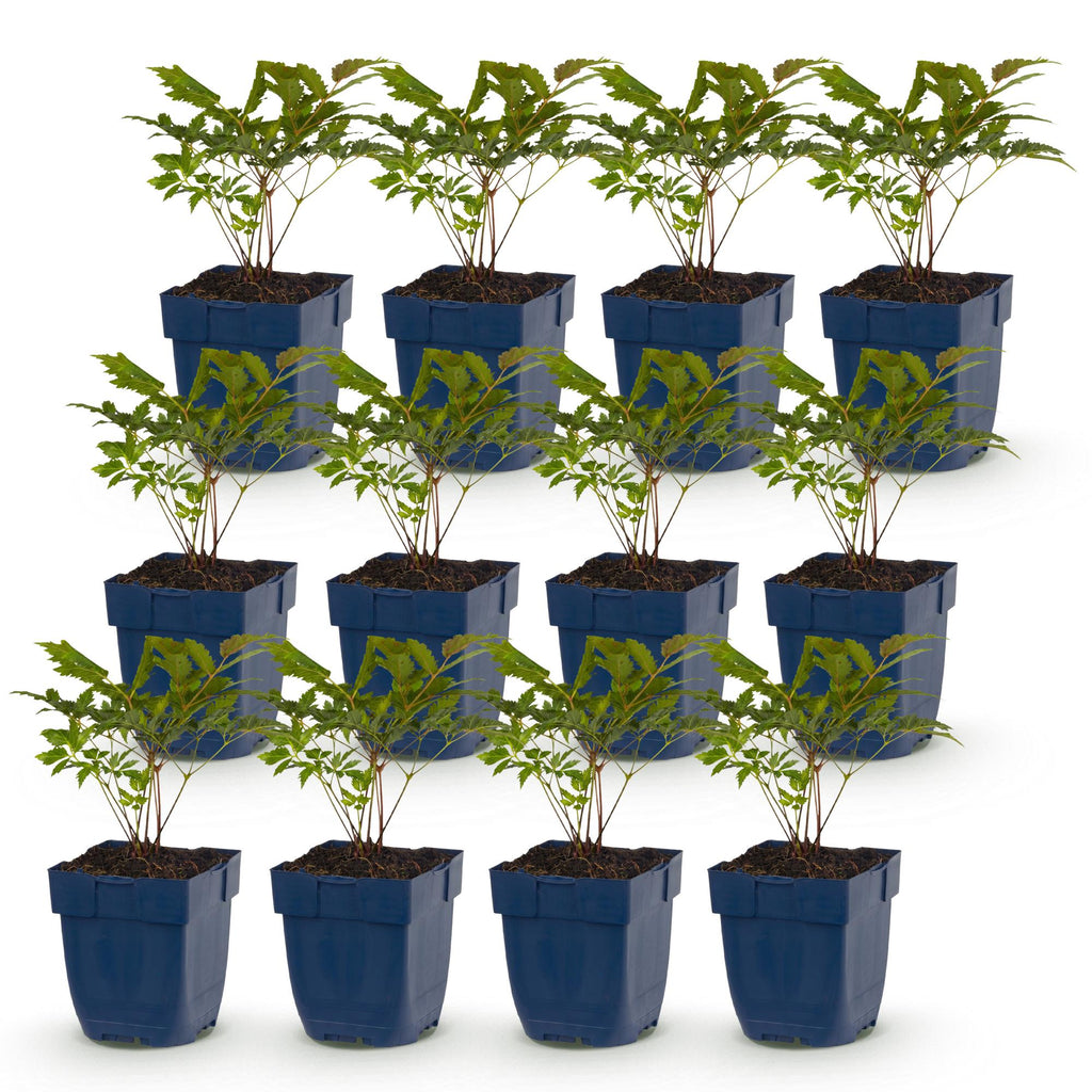 Vasteplant - Astilbe (A) Fanal - Pluimspirea - Schaduw - Rood - 12 Planten - Pot 11cm - Hoogte 15-25cm