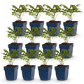 Vasteplant - Astilbe (A) Fanal - Pluimspirea - Schaduw - Rood - 12 Planten - Pot 11cm - Hoogte 15-25cm