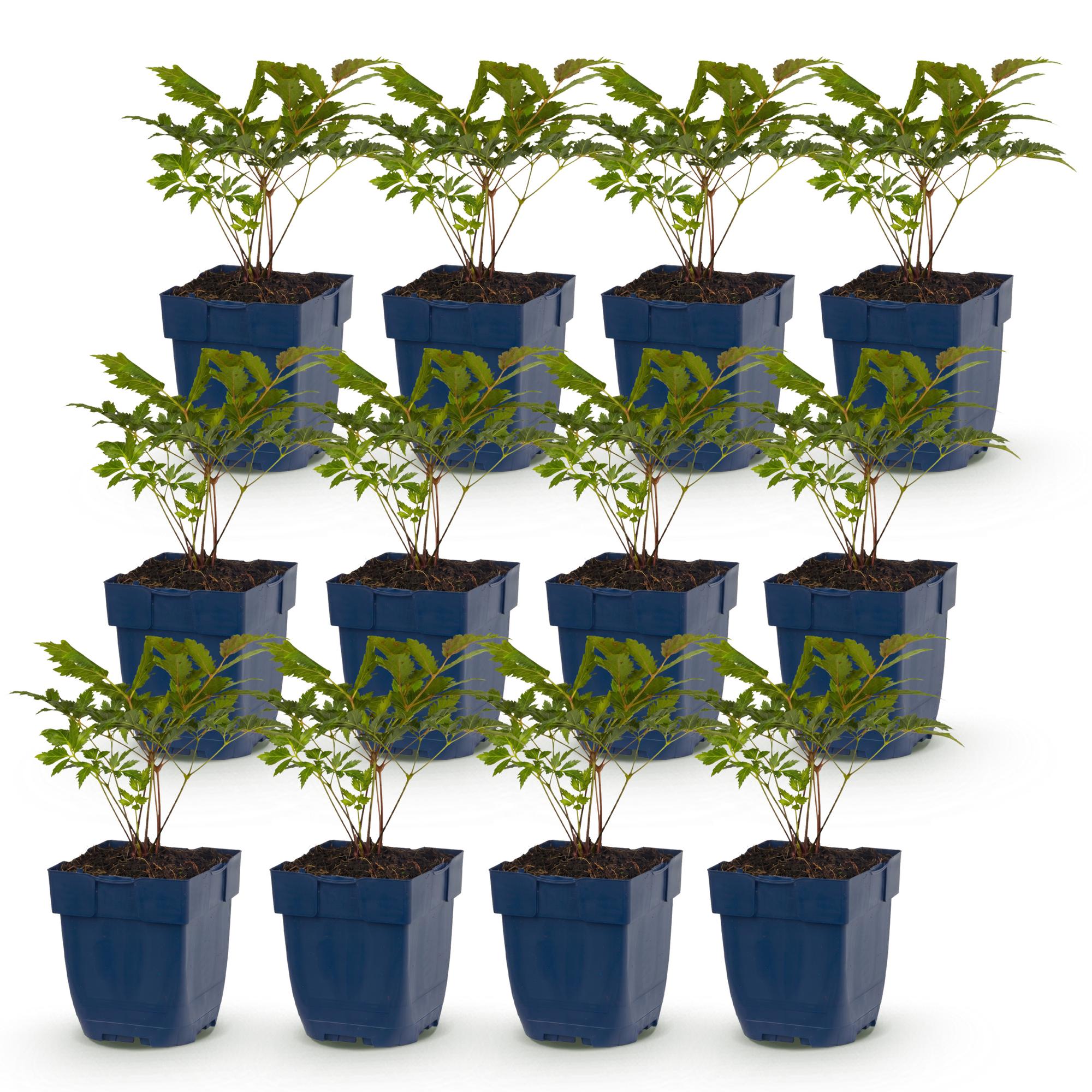 Vasteplant - Astilbe (A) Fanal - Pluimspirea - Schaduw - Rood - 12 Planten - Pot 11cm - Hoogte 15-25cm