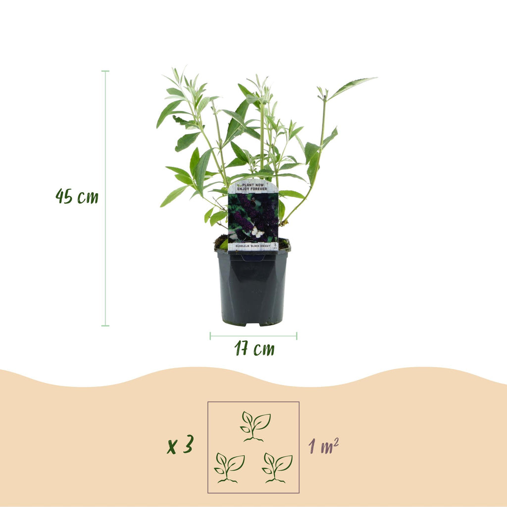 Tuinplant - Buddleja davidii Black Night - Vlinderstruik - Winterhard - Paars - 3 Planten - Pot 17cm - Hoogte 45cm