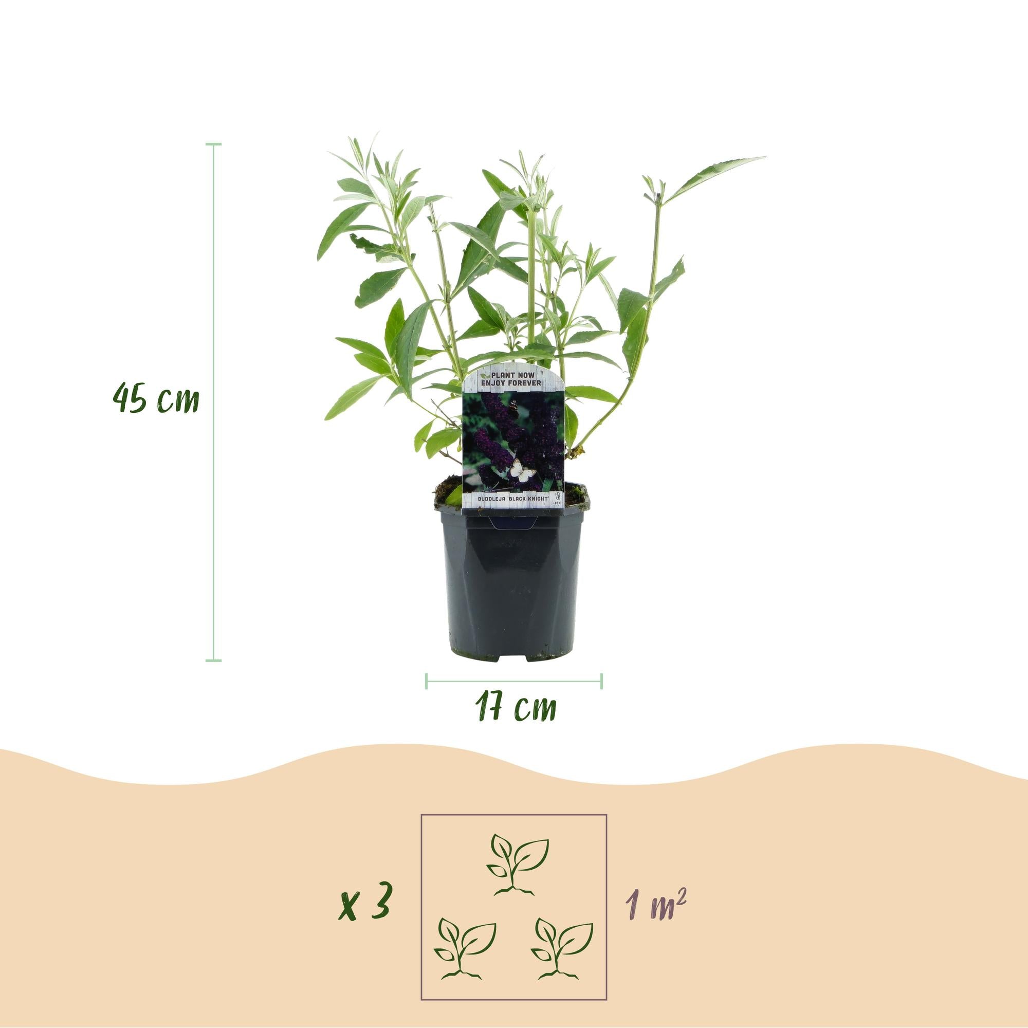 Tuinplant - Buddleja davidii Black Night - Vlinderstruik - Winterhard - Paars - 3 Planten - Pot 17cm - Hoogte 45cm