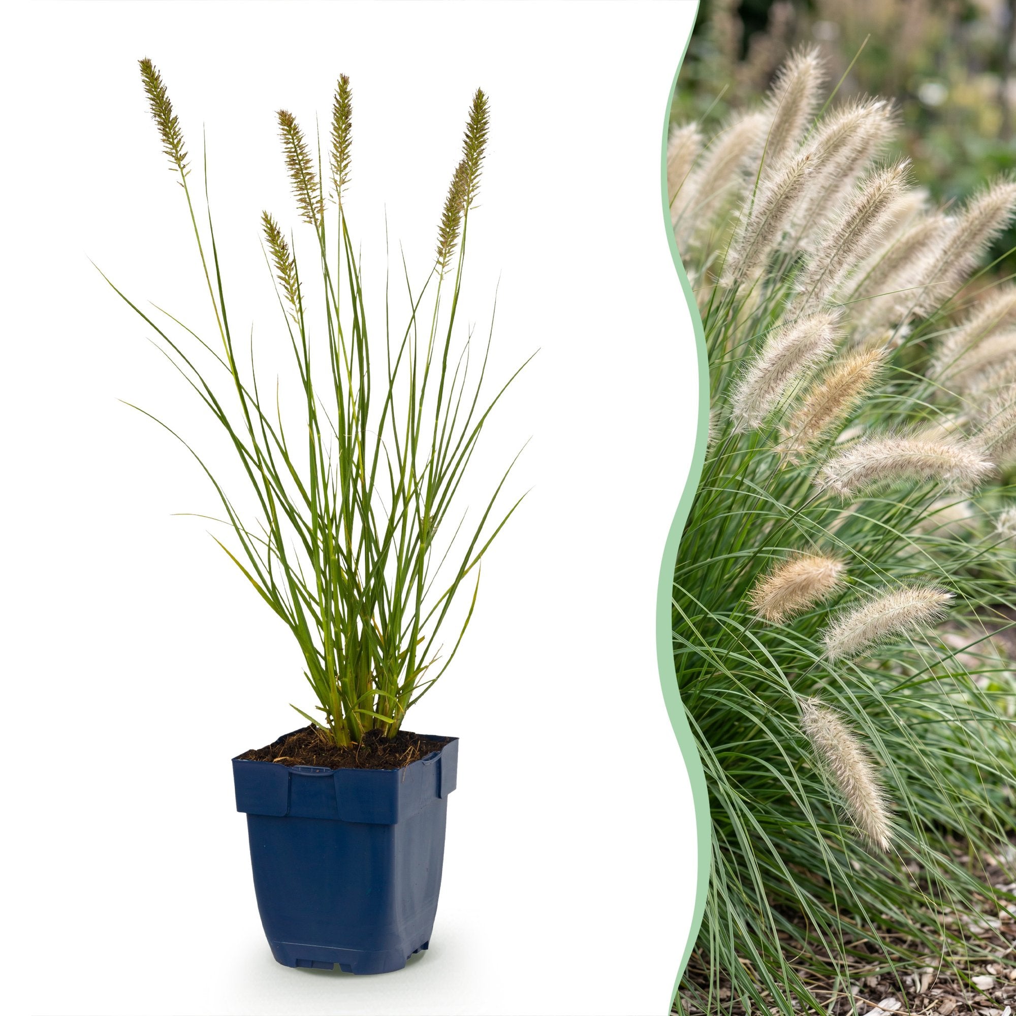 Grassen - Pennisetum alop. Hameln - Lampenpoetsergras - Met Pluim - Groen - 6 Planten - Pot 11cm - Hoogte 15-25cm