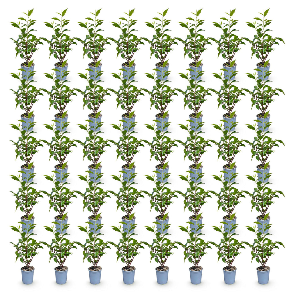 40x Prunus lusitanica Angustifolia - Portugese Laurier - Haagplanten - Groenblijvend - Groen - Pot 9cm - Hoogte 25-35cm