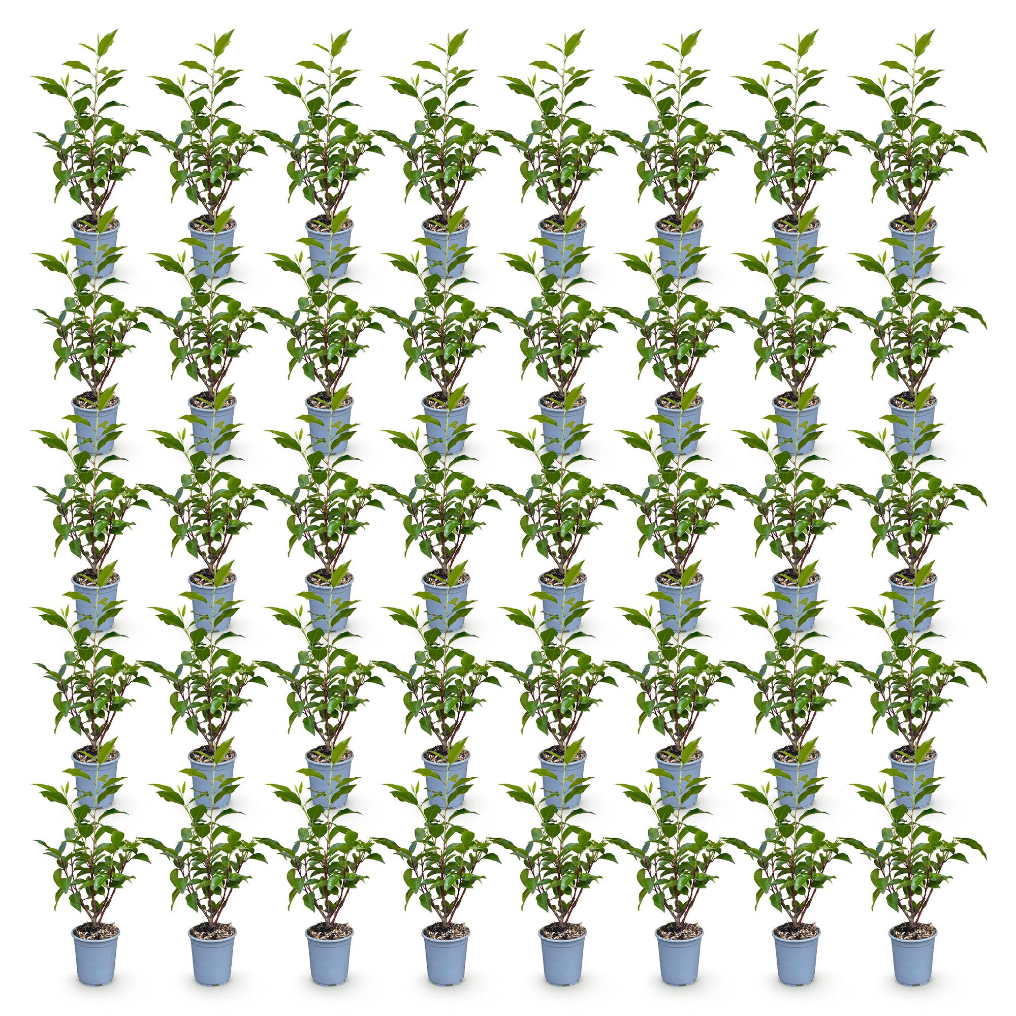 40x Prunus lusitanica Angustifolia - Portugese Laurier - Haagplanten - Groenblijvend - Groen - Pot 9cm - Hoogte 25-35cm