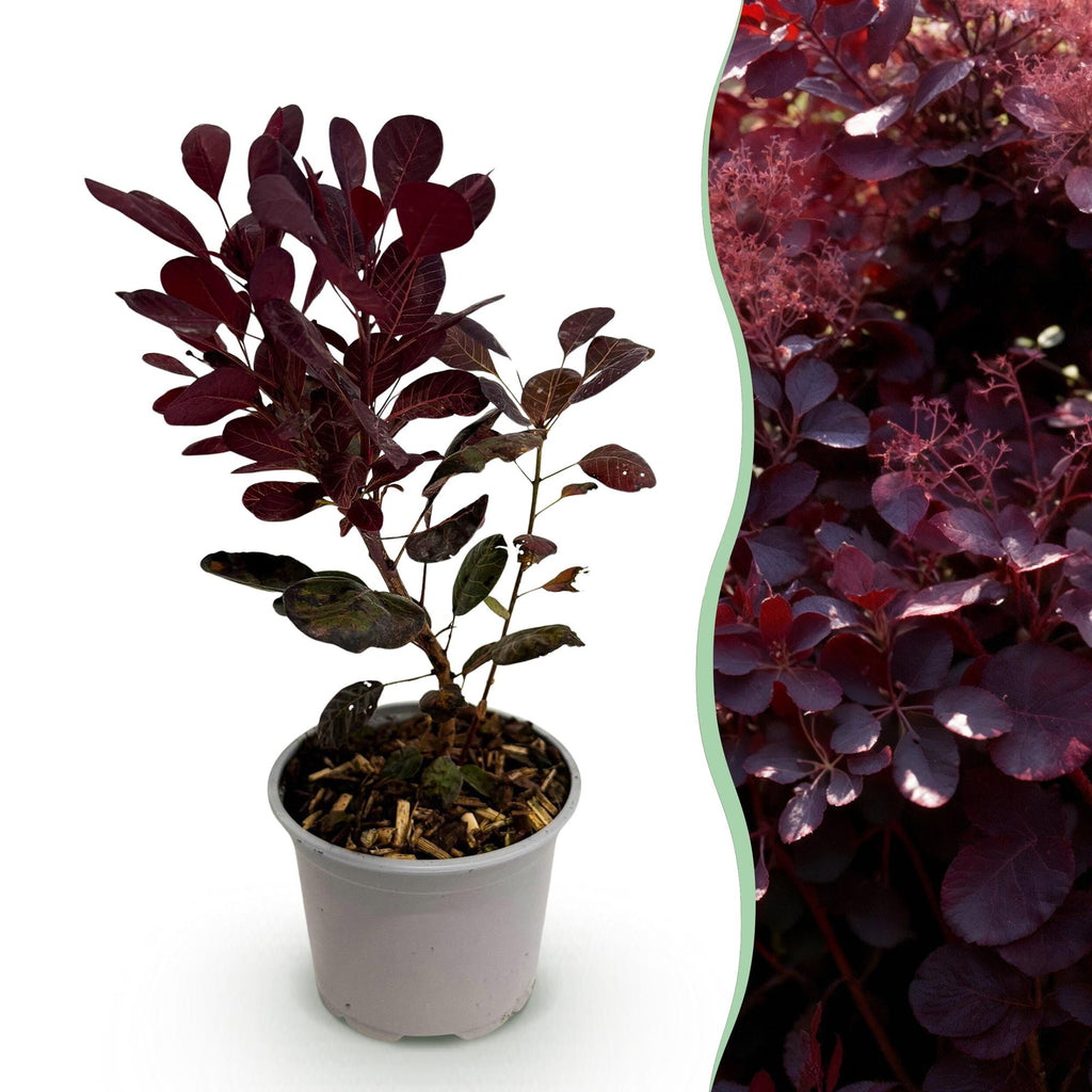 Tuinplant - Cotinus coggyria Lilla - Paars 1 Plant - Bladverliezend - Weinig Onderhoud - Pot 12cm Hoogte 35cm