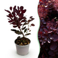 Tuinplant - Cotinus coggyria Lilla - Paars 1 Plant - Bladverliezend - Weinig Onderhoud - Pot 12cm Hoogte 35cm