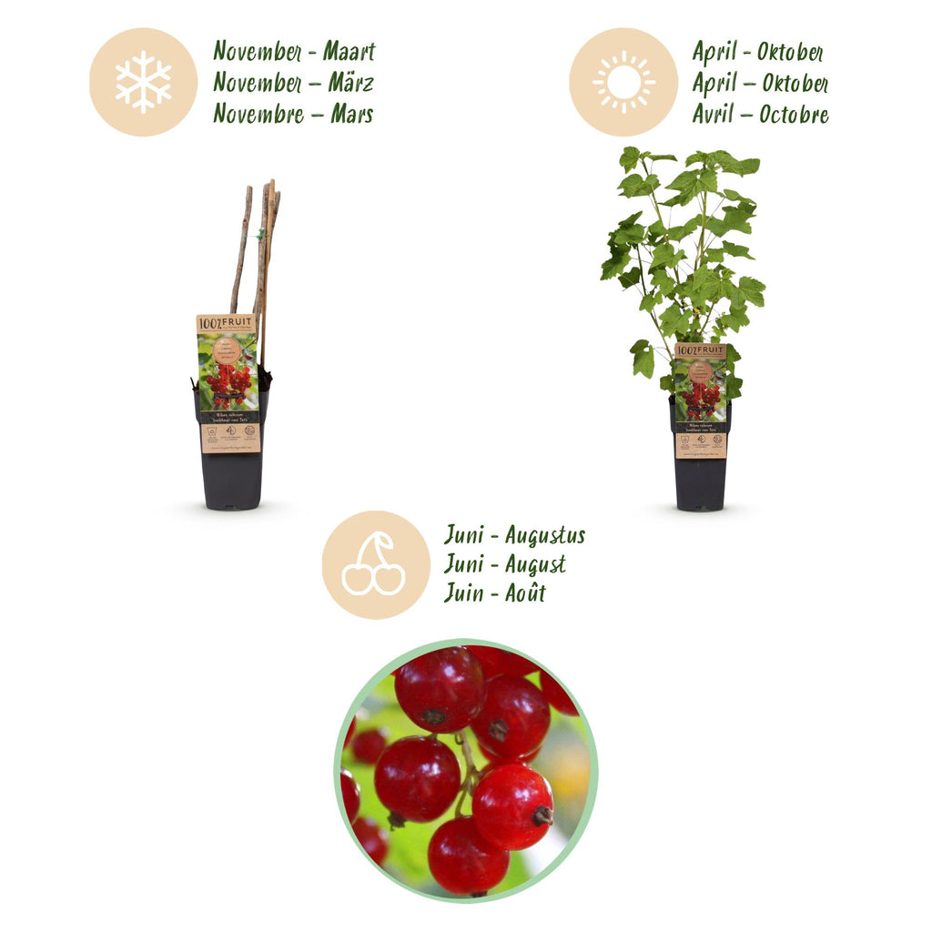 Fruitplant - Ribes rubrum Jonkheer van Tets - Bessenplant - Winterhard - Rode Bes - 2 Planten - Pot 15cm - Hoogte 50cm