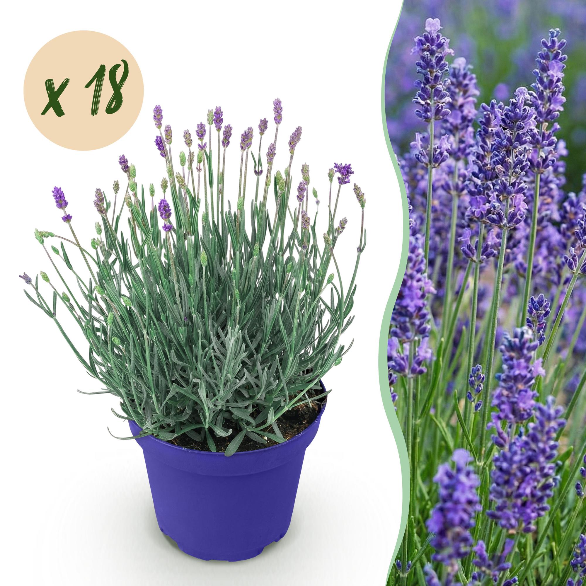 Tuinplant - Lavandula angustifolia Hidcote - Lavendel - Winterhard - Paars - 18 Planten - Pot 12cm - Hoogte 15-25cm