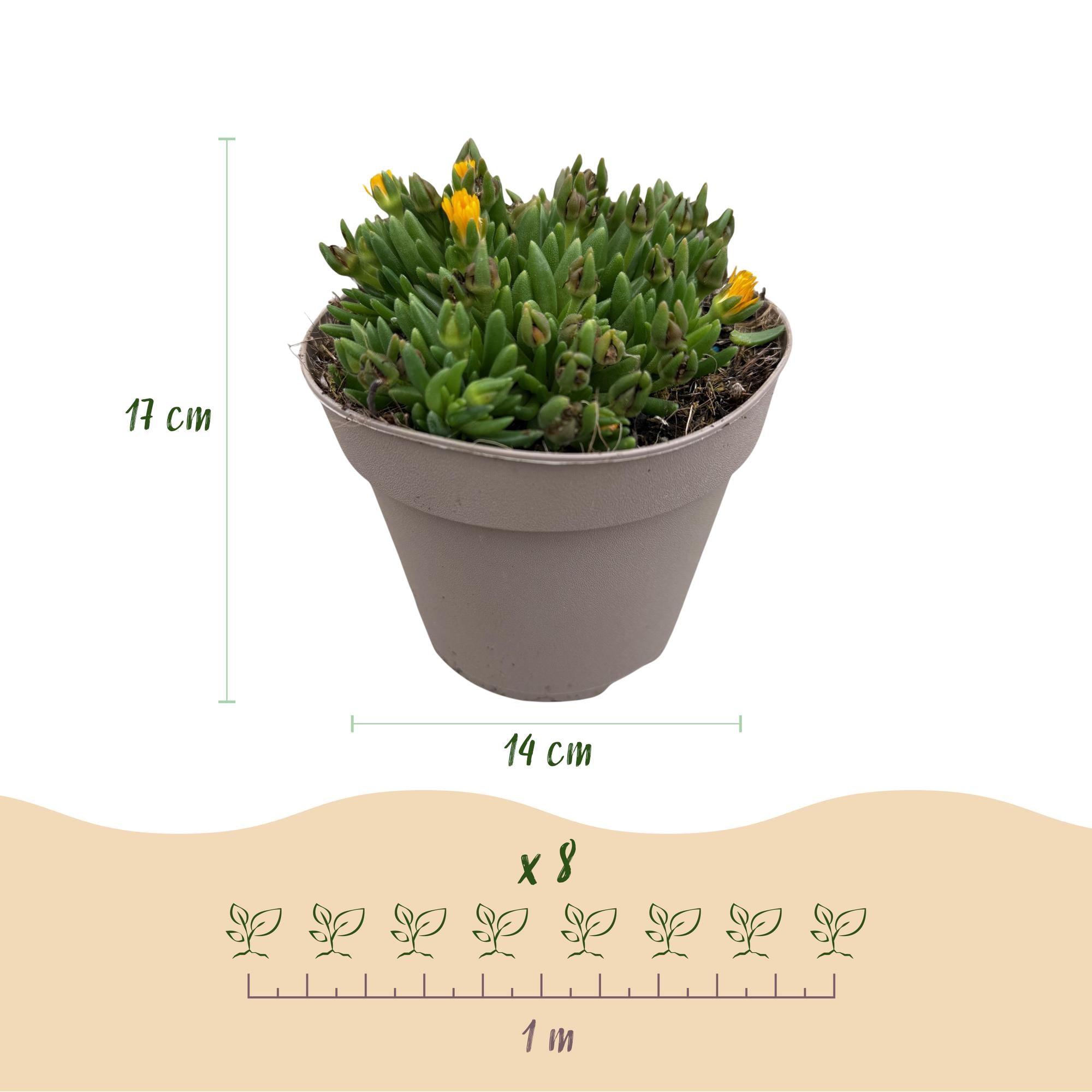 Bodembekker - Winterhard - Delosperma - 4 Planten - Kleuren Rood - Geel - Paars - Roze - Weinig Onderhoud - Pot 14 Hoogte 17