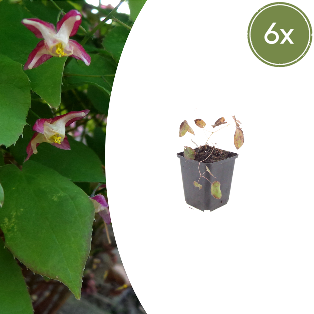 6x Epimedium rubrum - ↕10-25cm - Ø9cm