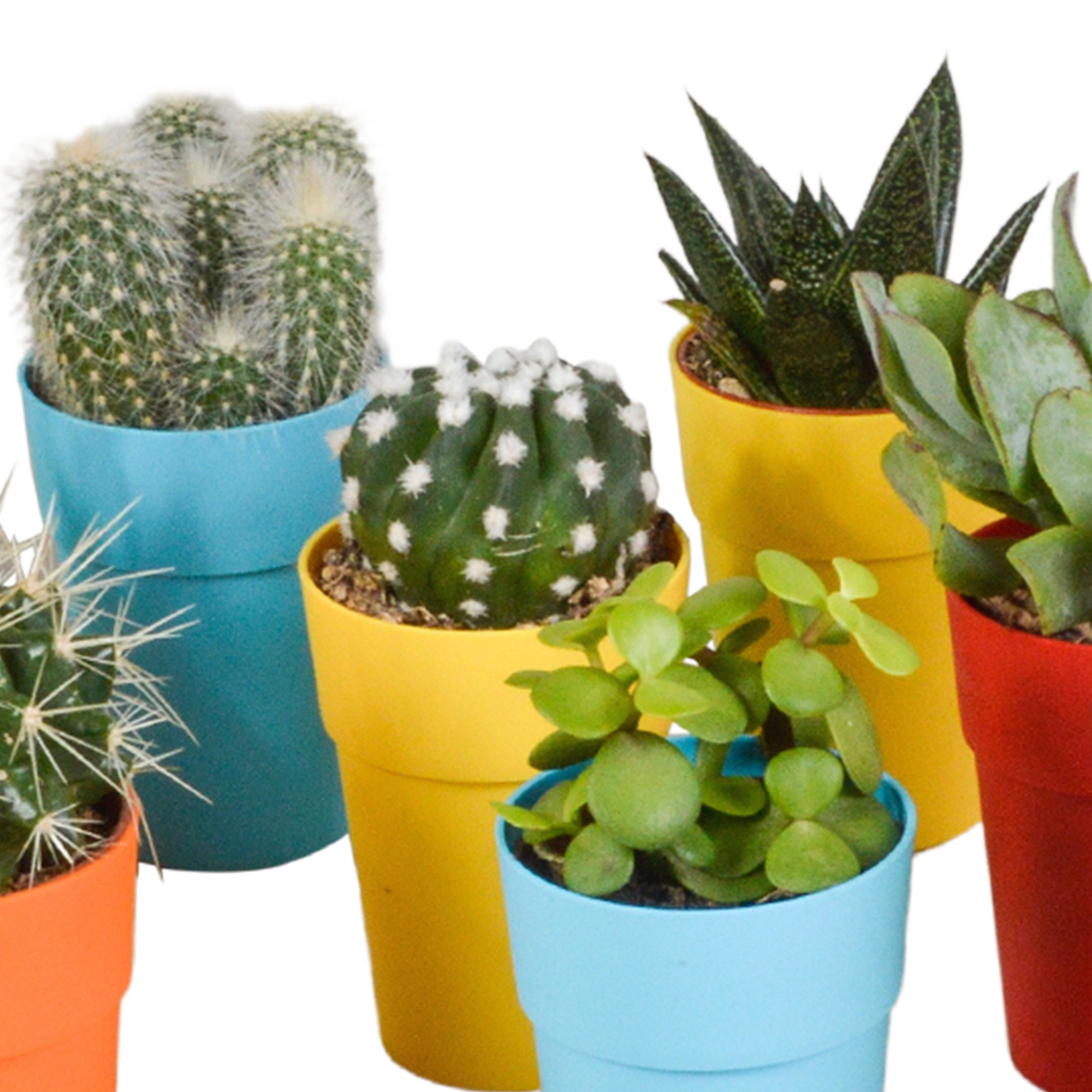Cactus en vetplanten mix 5.5 cm | 15 stuks - in gekleurde plasticpot
