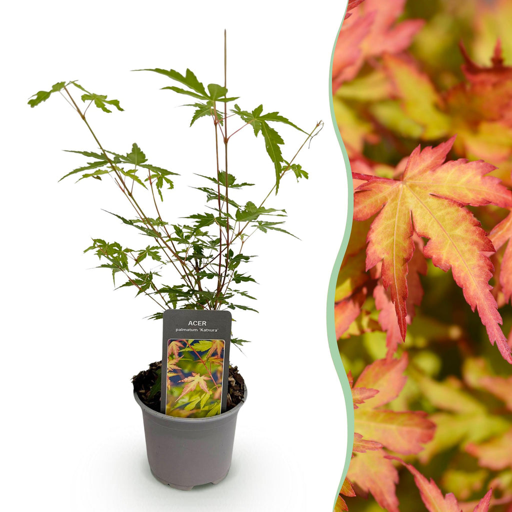 Tuinplant - Acer palmatum Sangokaku - Groen - 1 Plant - Bladverliezend - Weing Onderhoud - Pot 12cm Hoogte 35cm