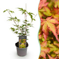 Tuinplant - Acer palmatum Sangokaku - Groen - 1 Plant - Bladverliezend - Weing Onderhoud - Pot 12cm Hoogte 35cm