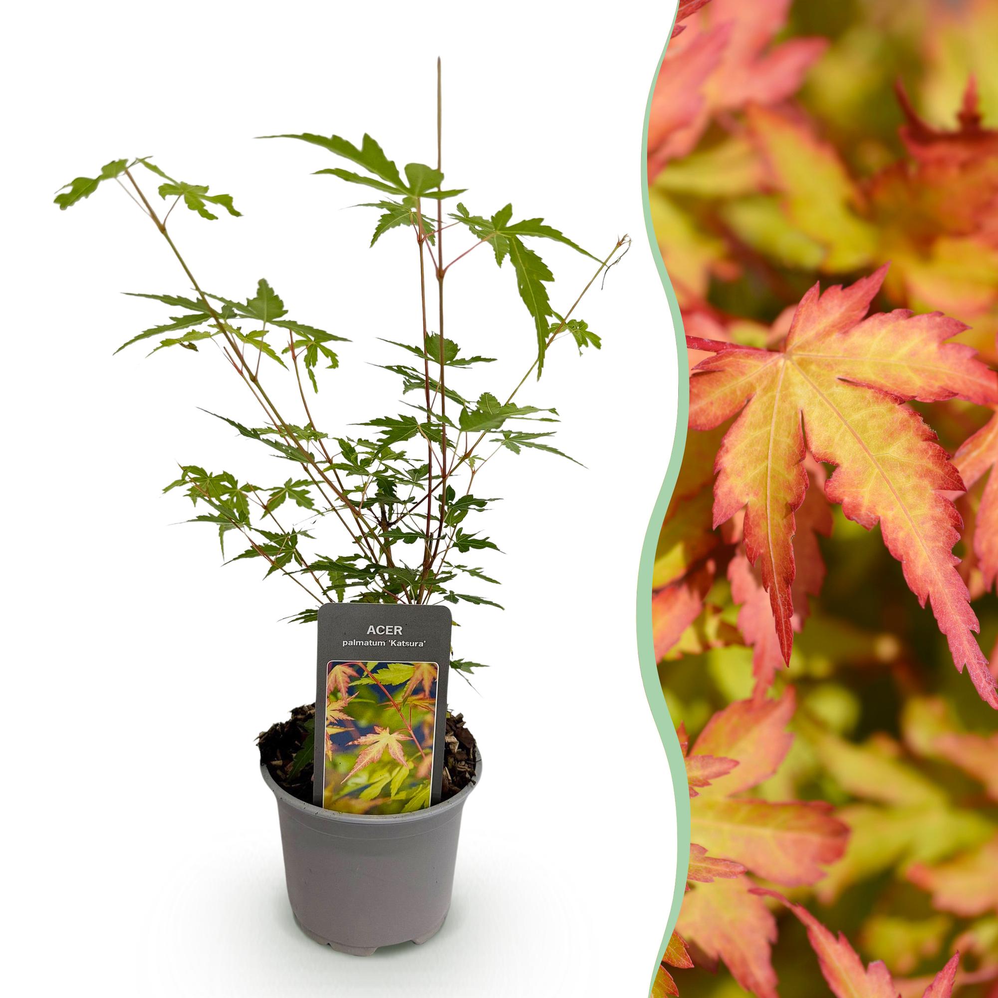 Tuinplant - Acer palmatum Sangokaku - Groen - 1 Plant - Bladverliezend - Weing Onderhoud - Pot 12cm Hoogte 35cm