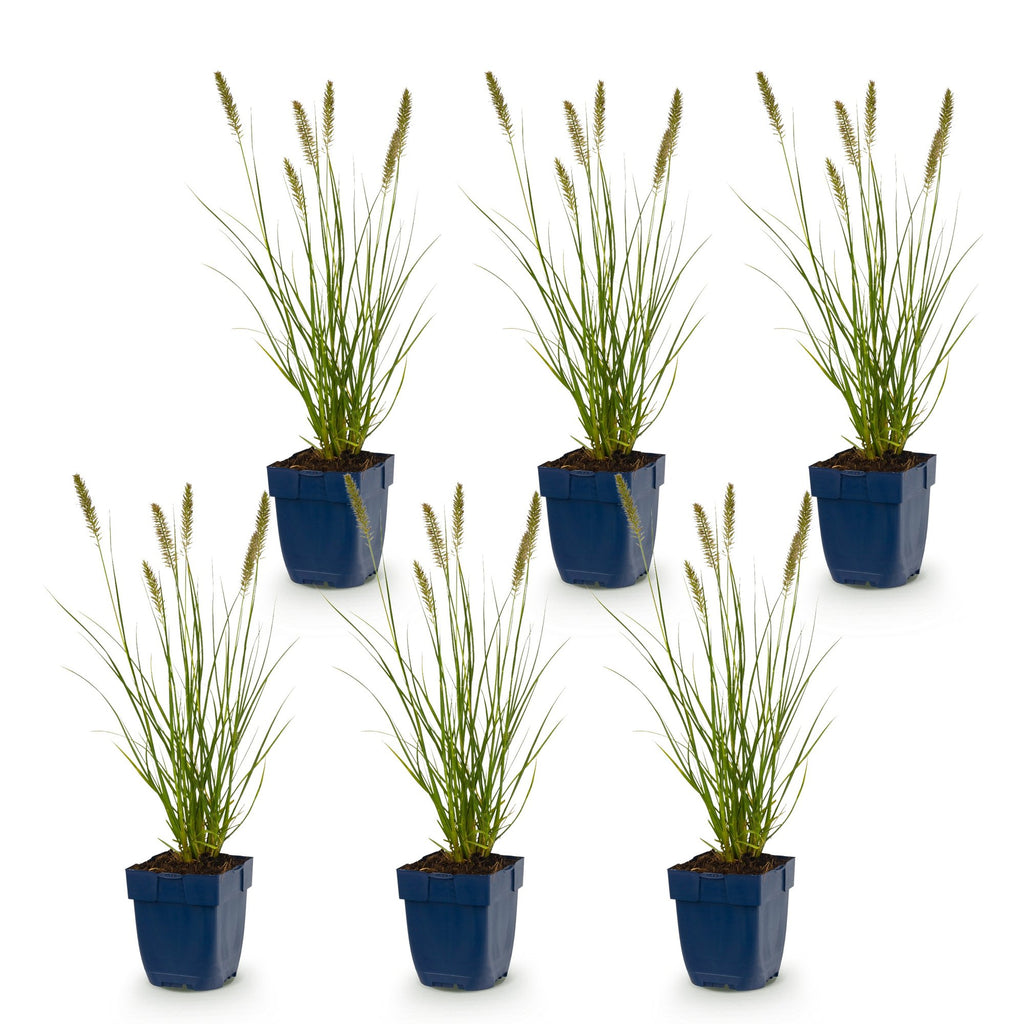 Grassen - Pennisetum alop. Hameln - Lampenpoetsergras - Met Pluim - Groen - 6 Planten - Pot 11cm - Hoogte 15-25cm