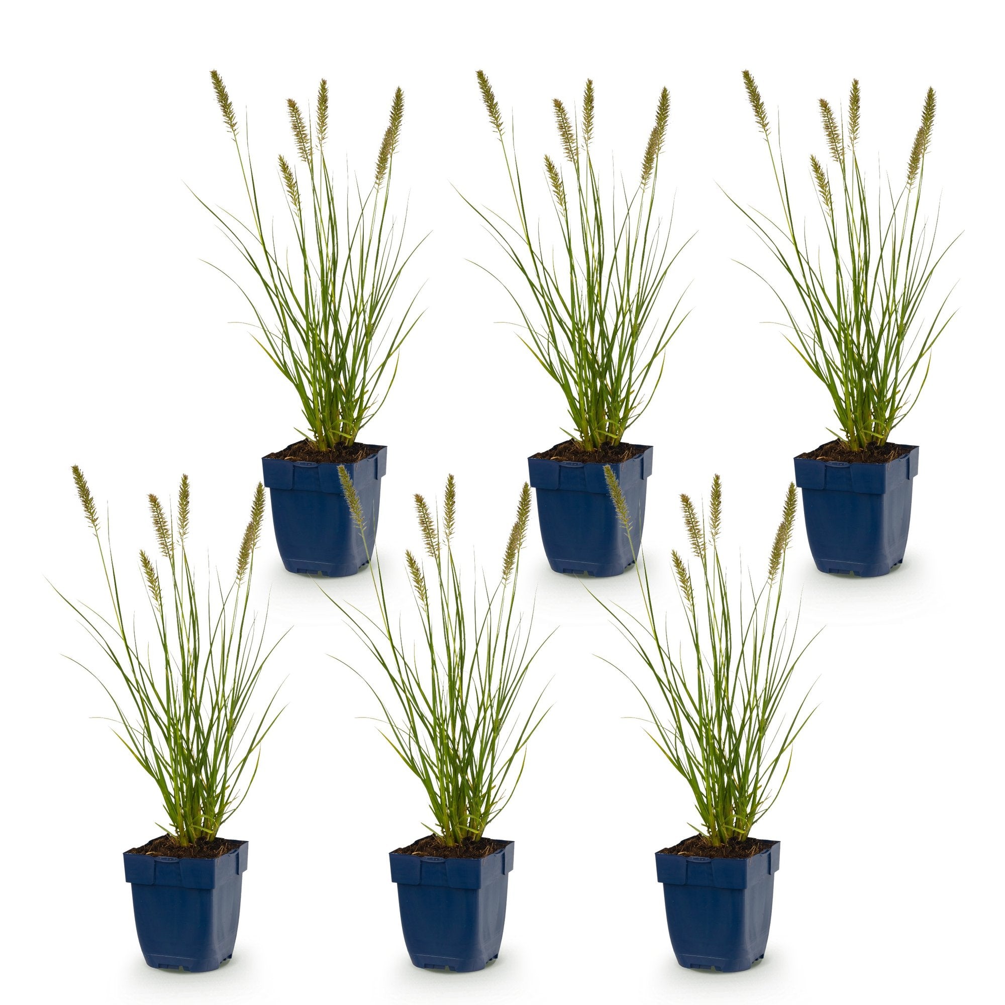 Grassen - Pennisetum alop. Hameln - Lampenpoetsergras - Met Pluim - Groen - 6 Planten - Pot 11cm - Hoogte 15-25cm