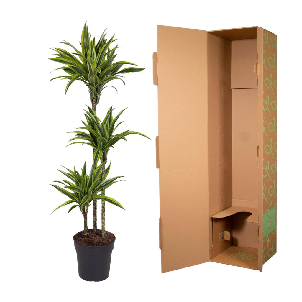 Dracaena Lemon Lime - 160 cm - ø27
