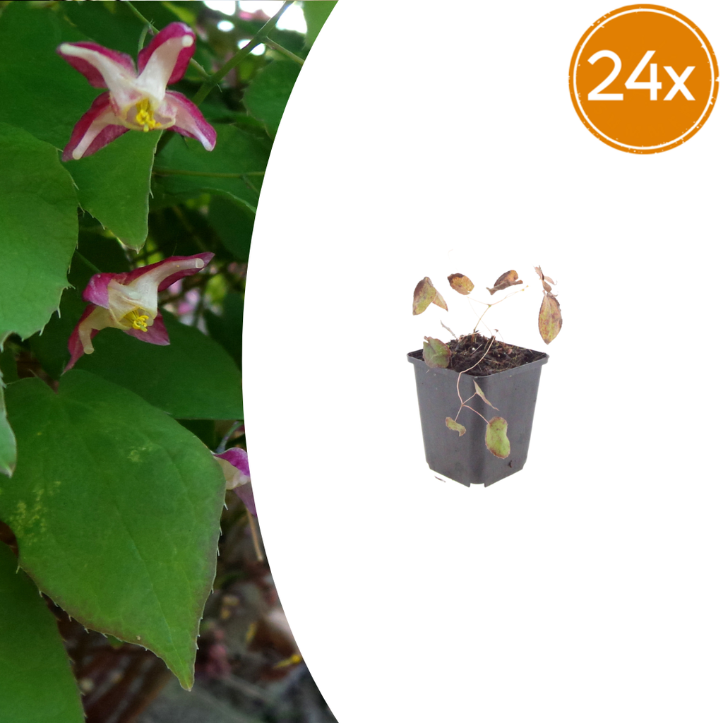 24x Epimedium rubrum - ↕10-25cm - Ø9cm