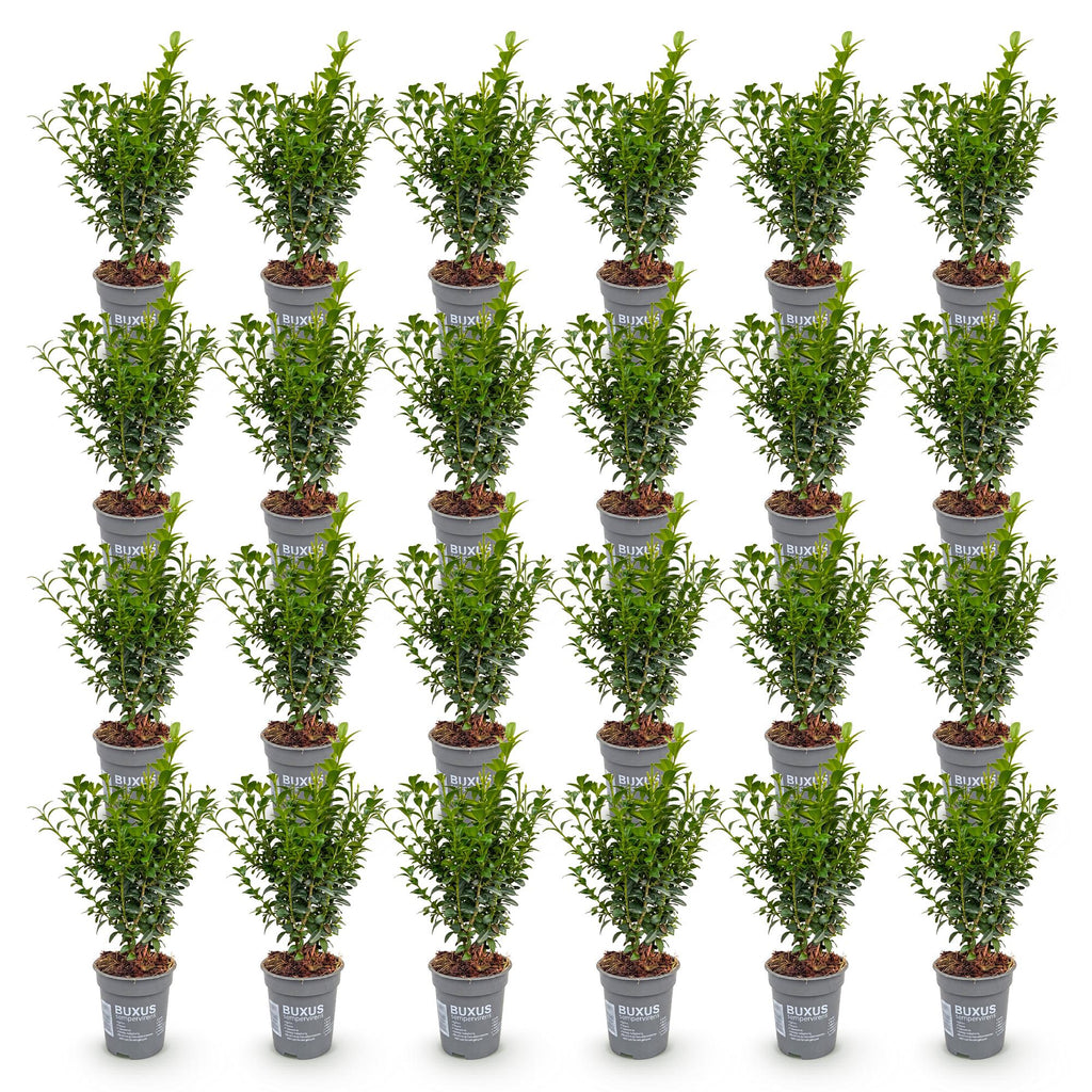 24x Buxus sempervirens - Palmboompje - Haagplanten - Groenblijvend - Groen - Pot 9cm - Hoogte 20-25cm