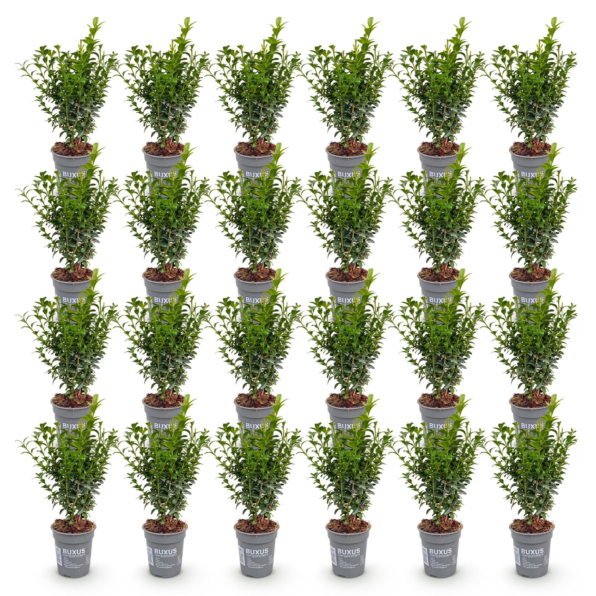 24x Buxus sempervirens - Palmboompje - Haagplanten - Groenblijvend - Groen - Pot 9cm - Hoogte 20-25cm
