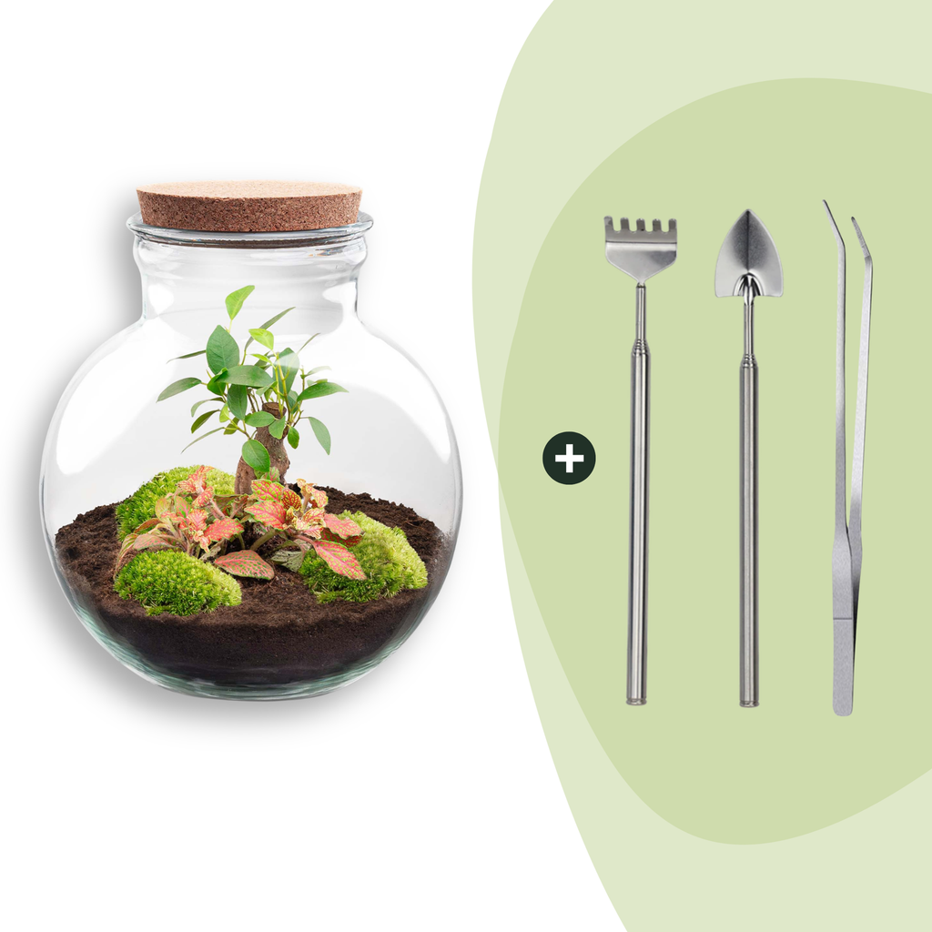 DIY Planten terrarium (met licht) - Teddy Bonsai - Ø 25 cm ↑ 26,5 cm - Rake + Shovel + Tweezer