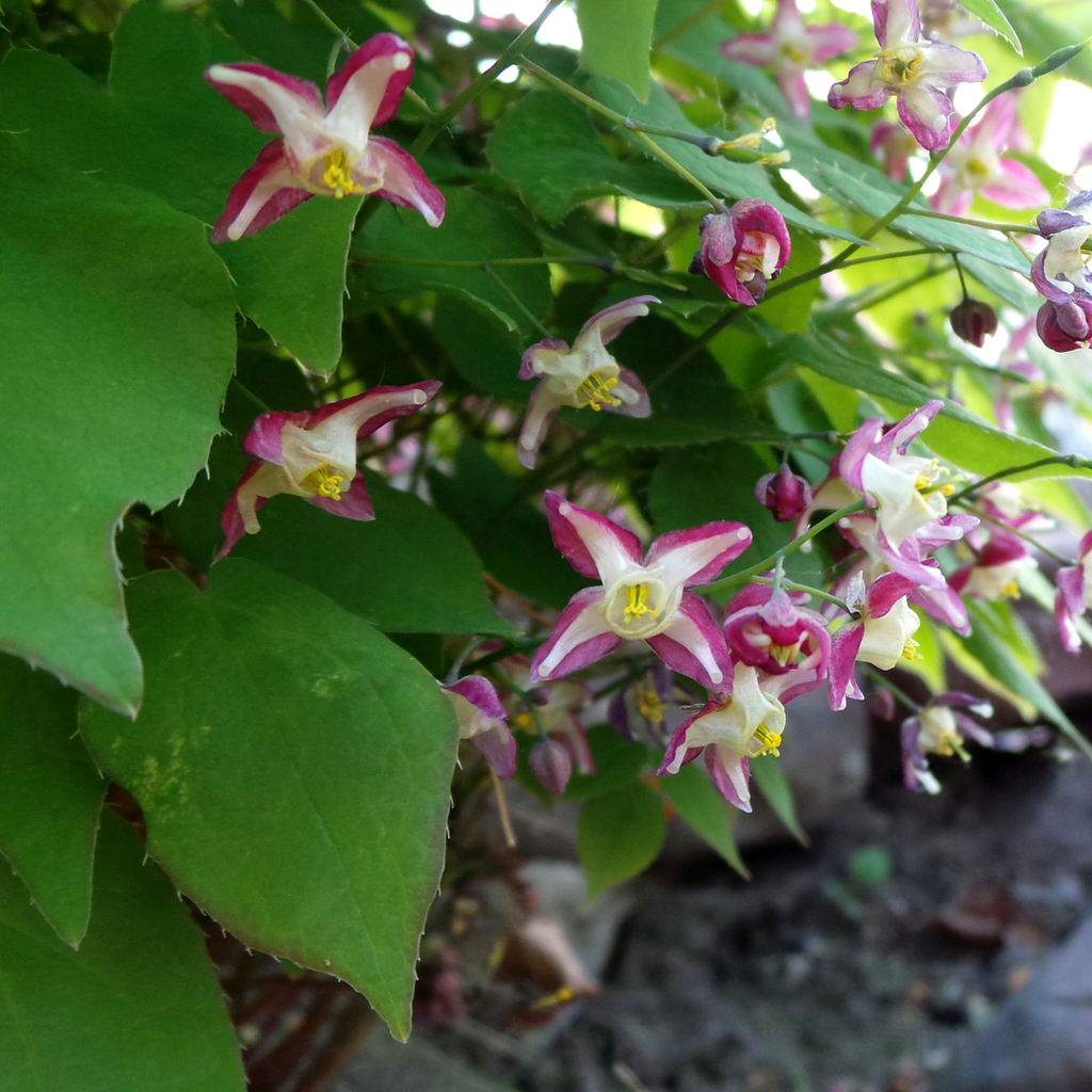 12x Epimedium rubrum - ↕10-25cm - Ø9cm