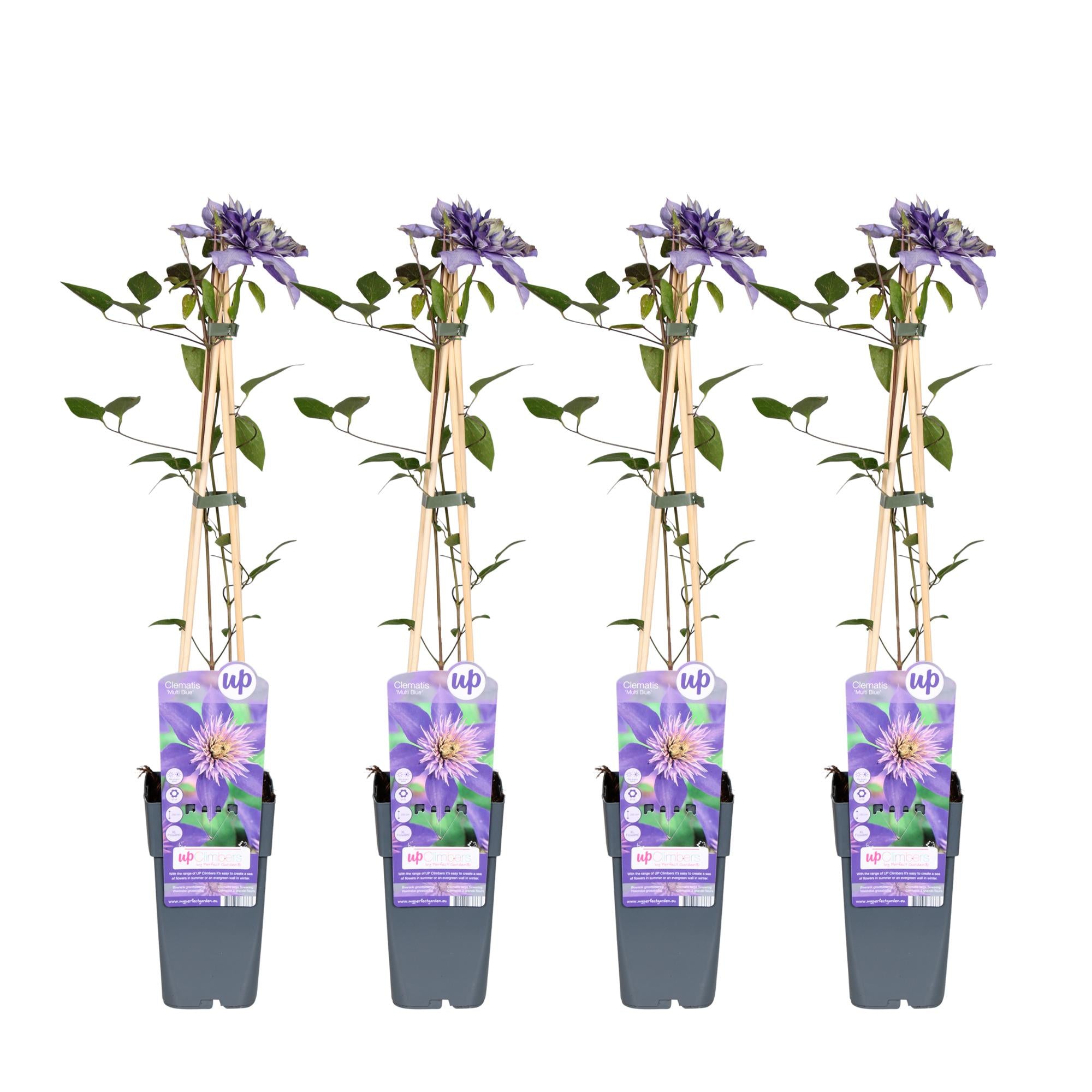 4x - Clematis Multi Blue - ↨65cm - Ø15