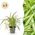 Kamerplant - Chlorophytum comosum Variegatum - Kattengras - Huisdiervriendelijk - Bont - 4 Planten - Pot 12cm - Hoogte 25-30cm