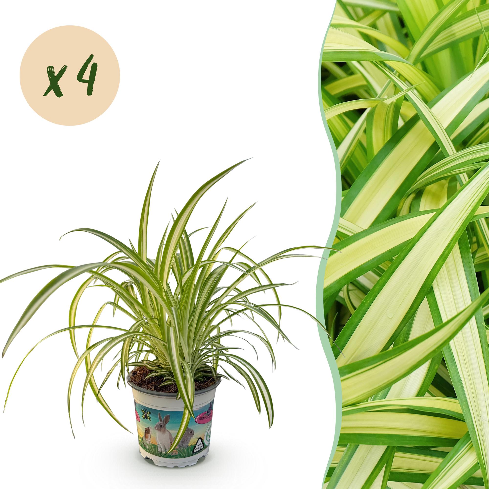 Kamerplant - Chlorophytum comosum Variegatum - Kattengras - Huisdiervriendelijk - Bont - 4 Planten - Pot 12cm - Hoogte 25-30cm