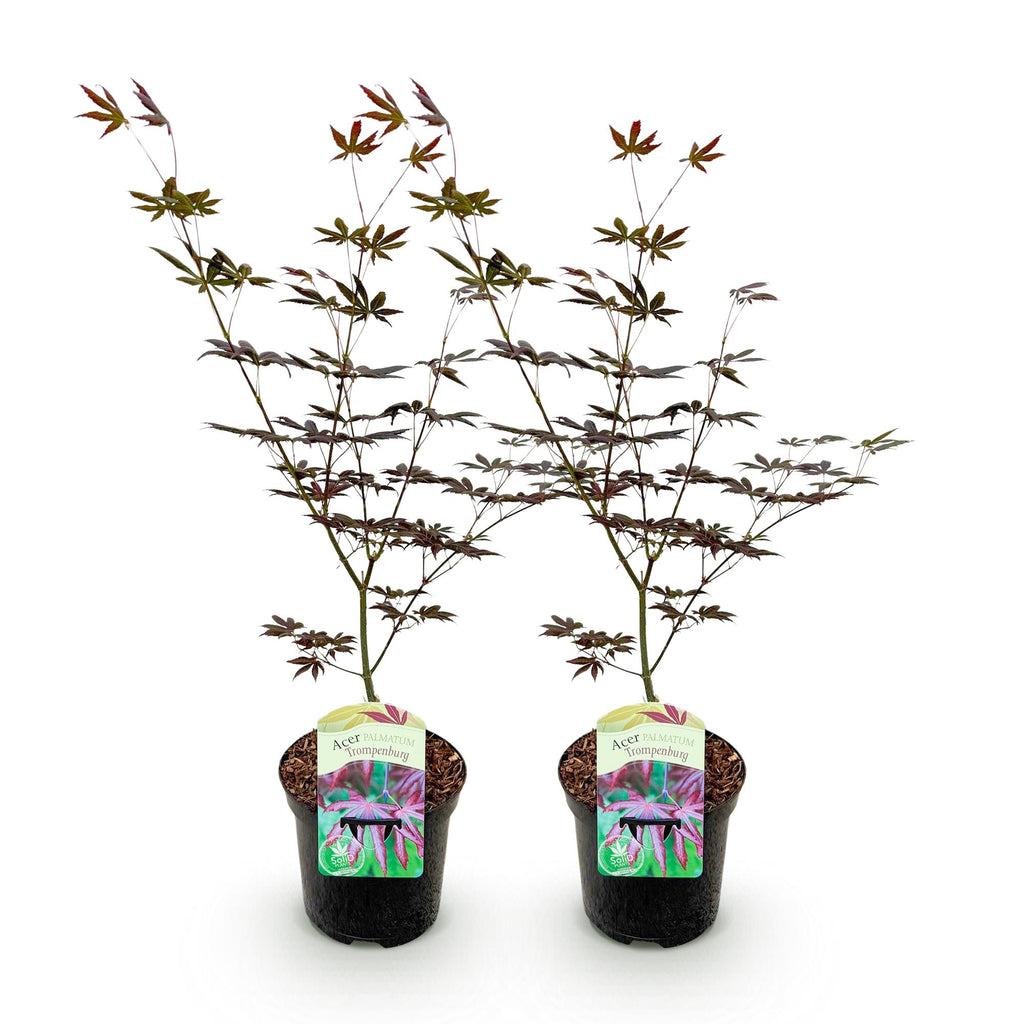 Terrasplant - Japanse Esdoorn - Acer palmatum Trompenburg -Donker Paars - 2 Planten - Bladverliezend - Pot 19cm Hoogte 70cm